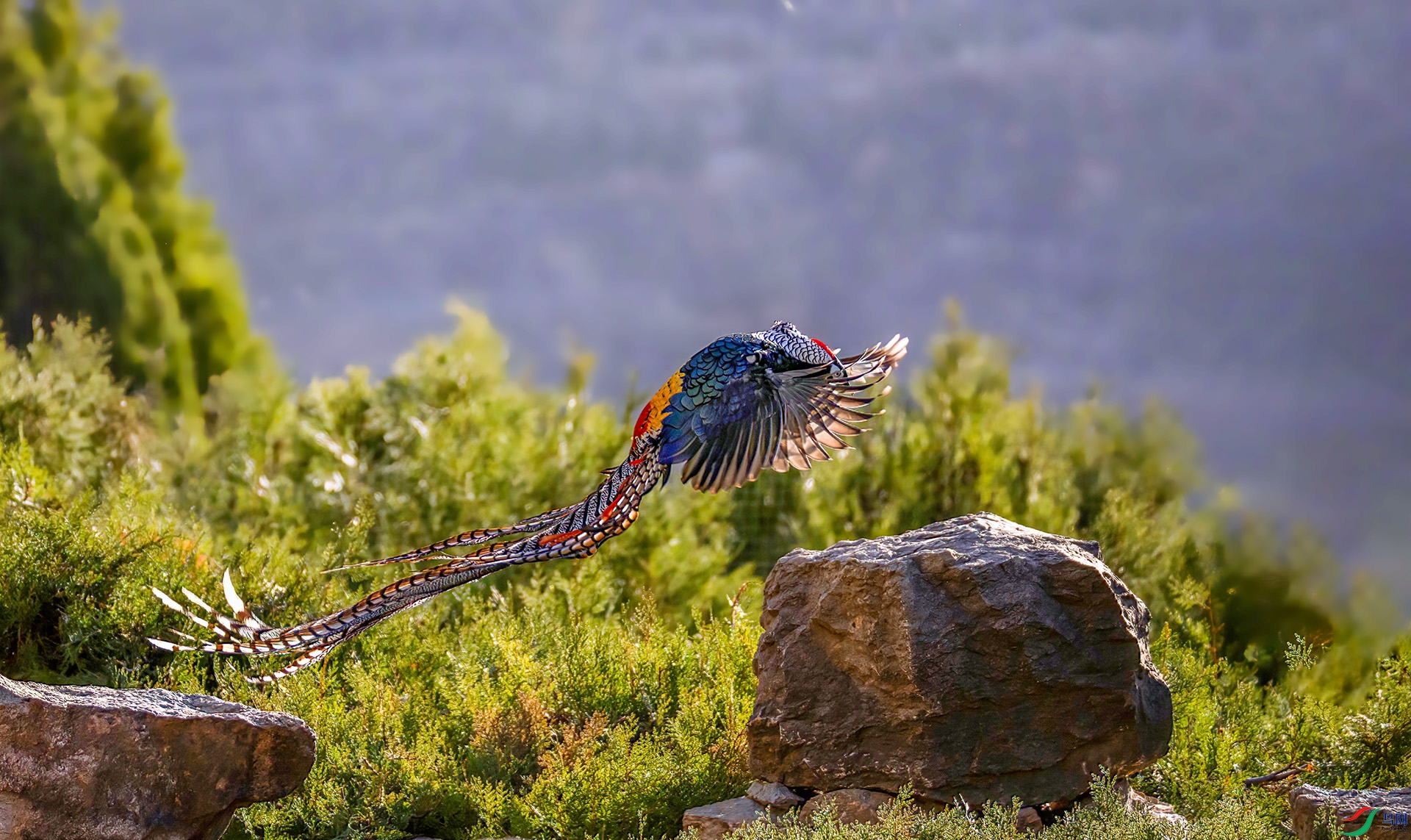 _07A0423 ����-Sha----1+.jpg