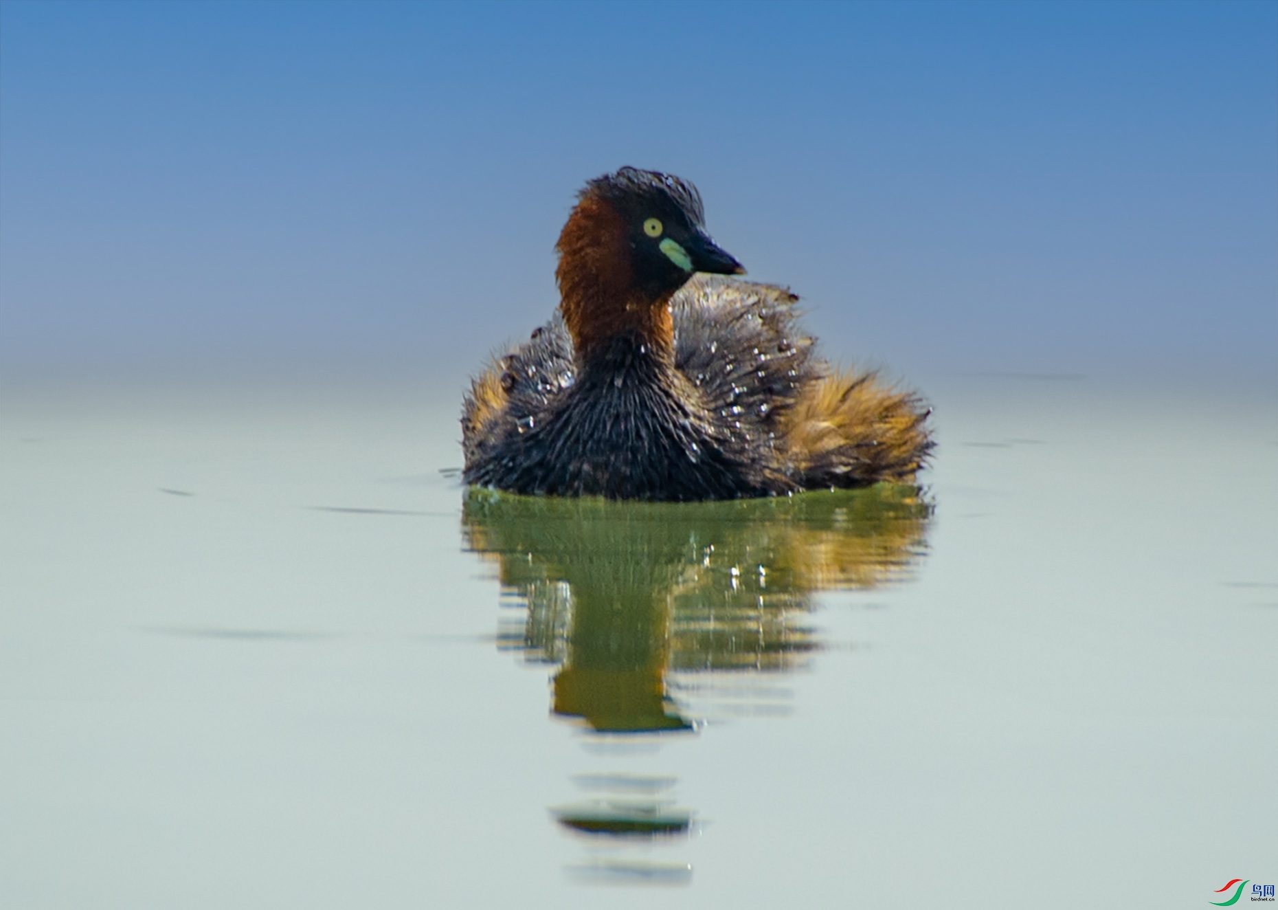 DSC_4394 ����.jpg