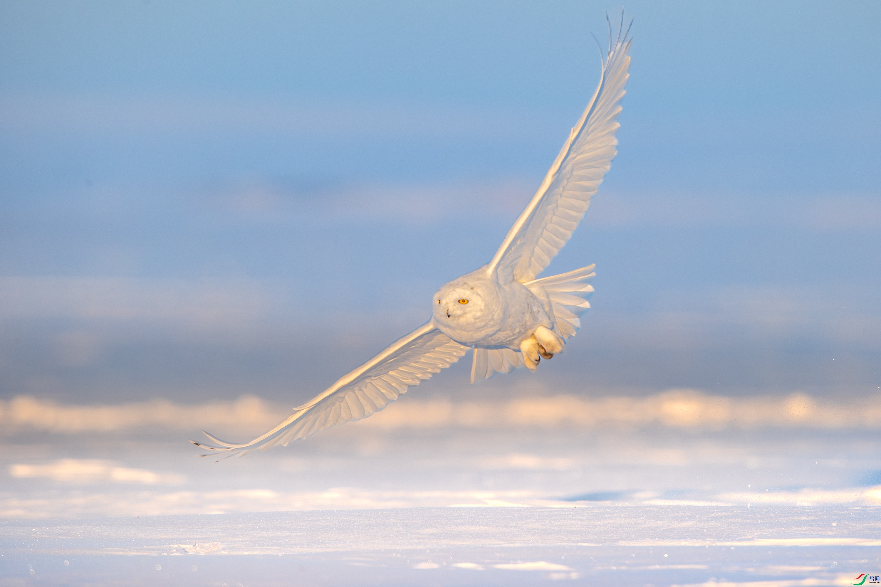 A15I8401-����ǿ-NR ����.jpg