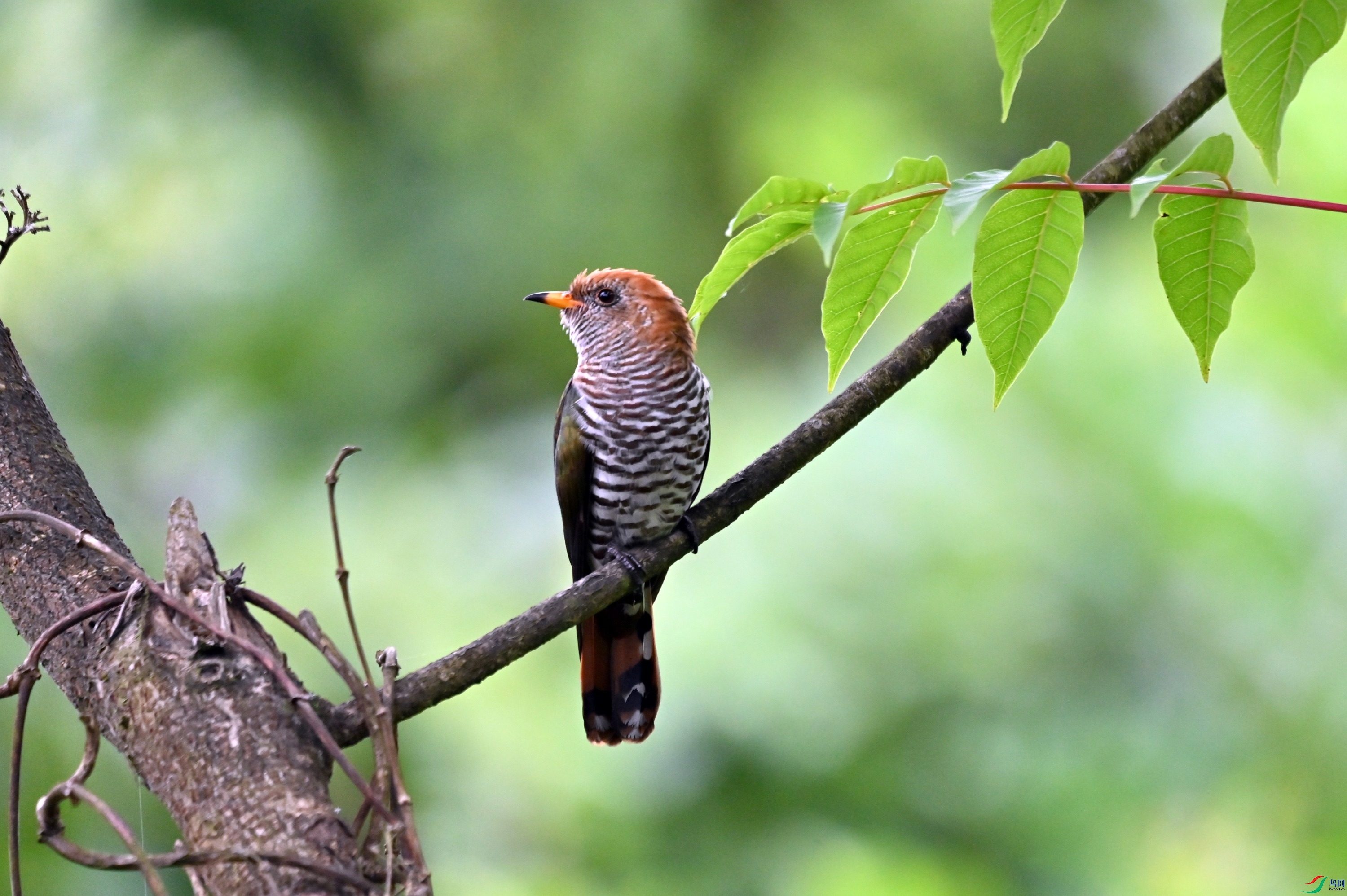 DSC_4607.JPG