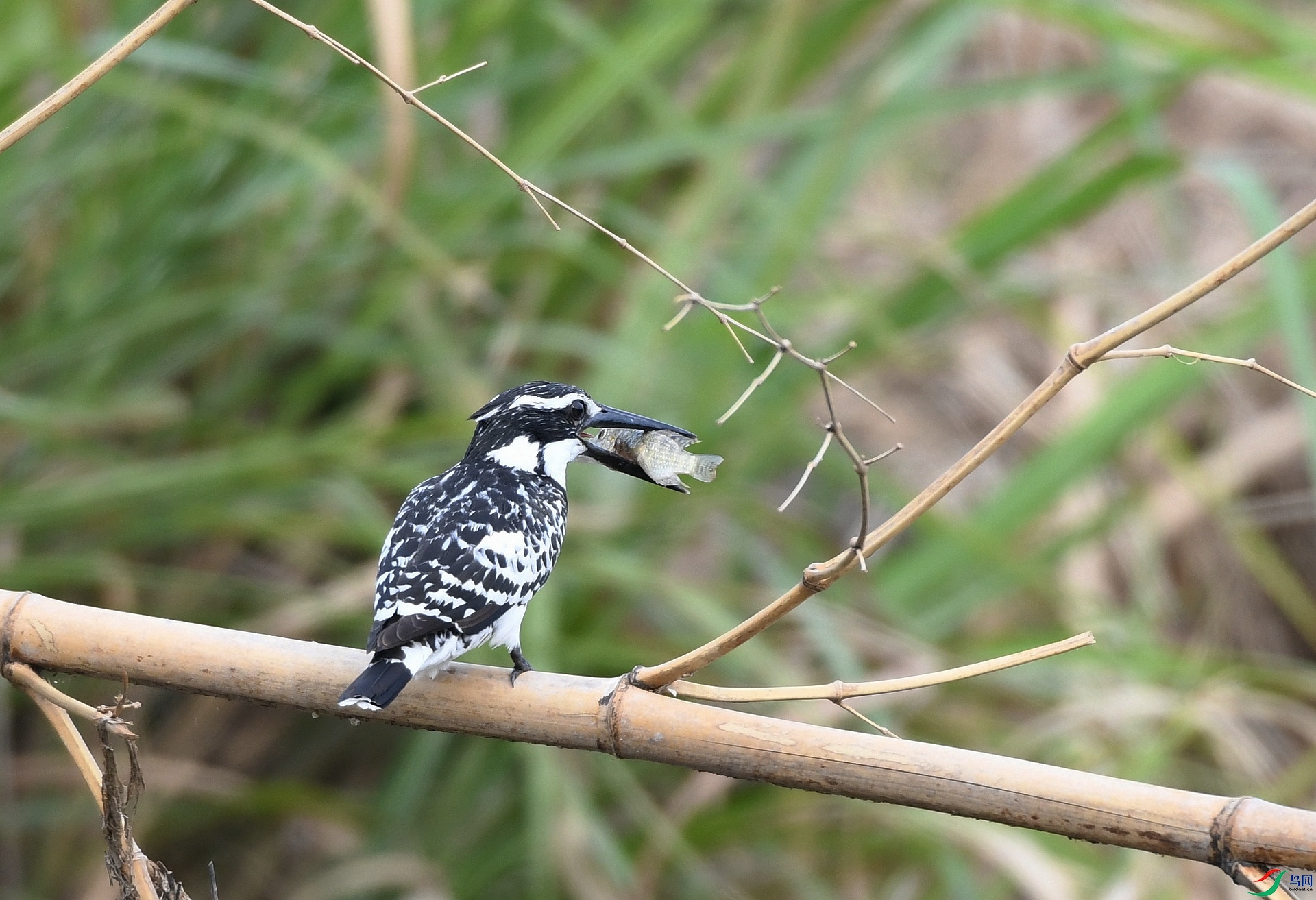 DSC_7674.jpg