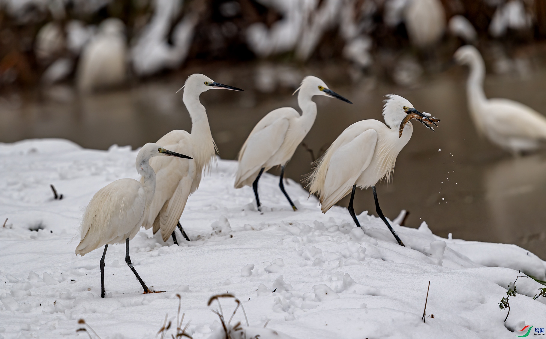 DSC_0078-11.jpg