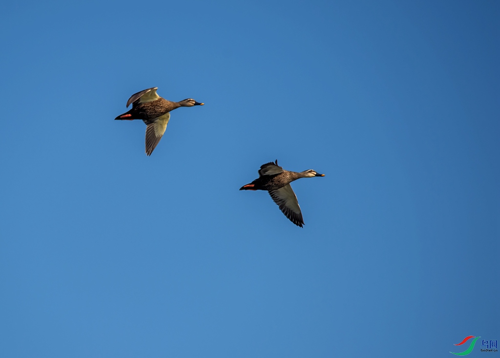_DSC9205.jpg