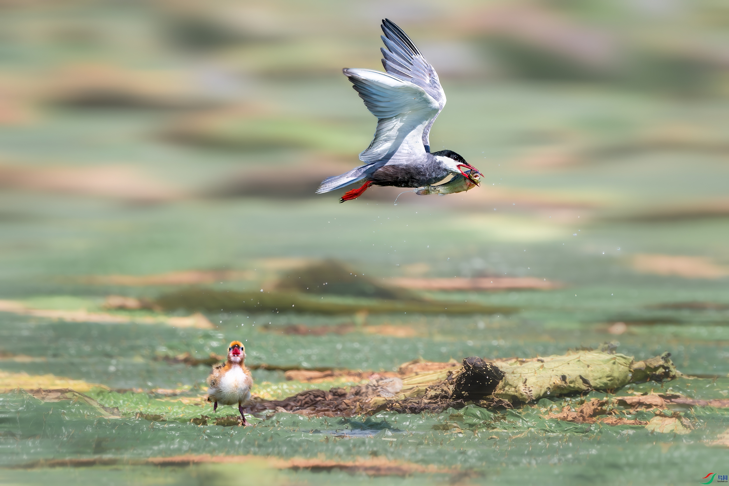 DSC_5684-����ǿ-NR ����.jpg