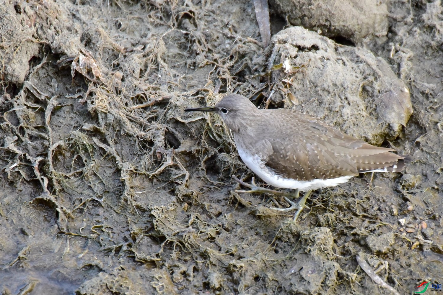 DSC_4418.JPG