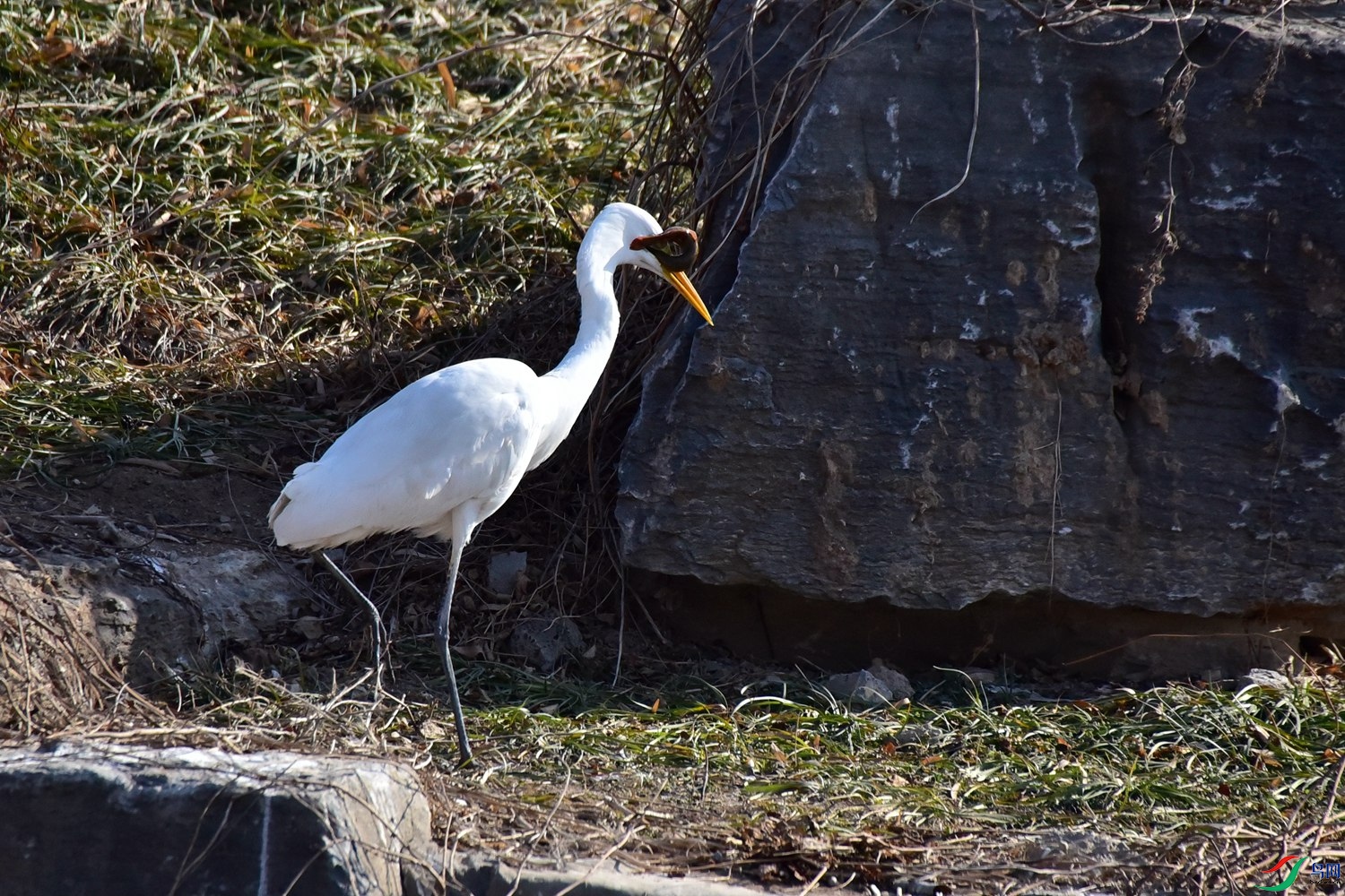 DSC_6184.JPG