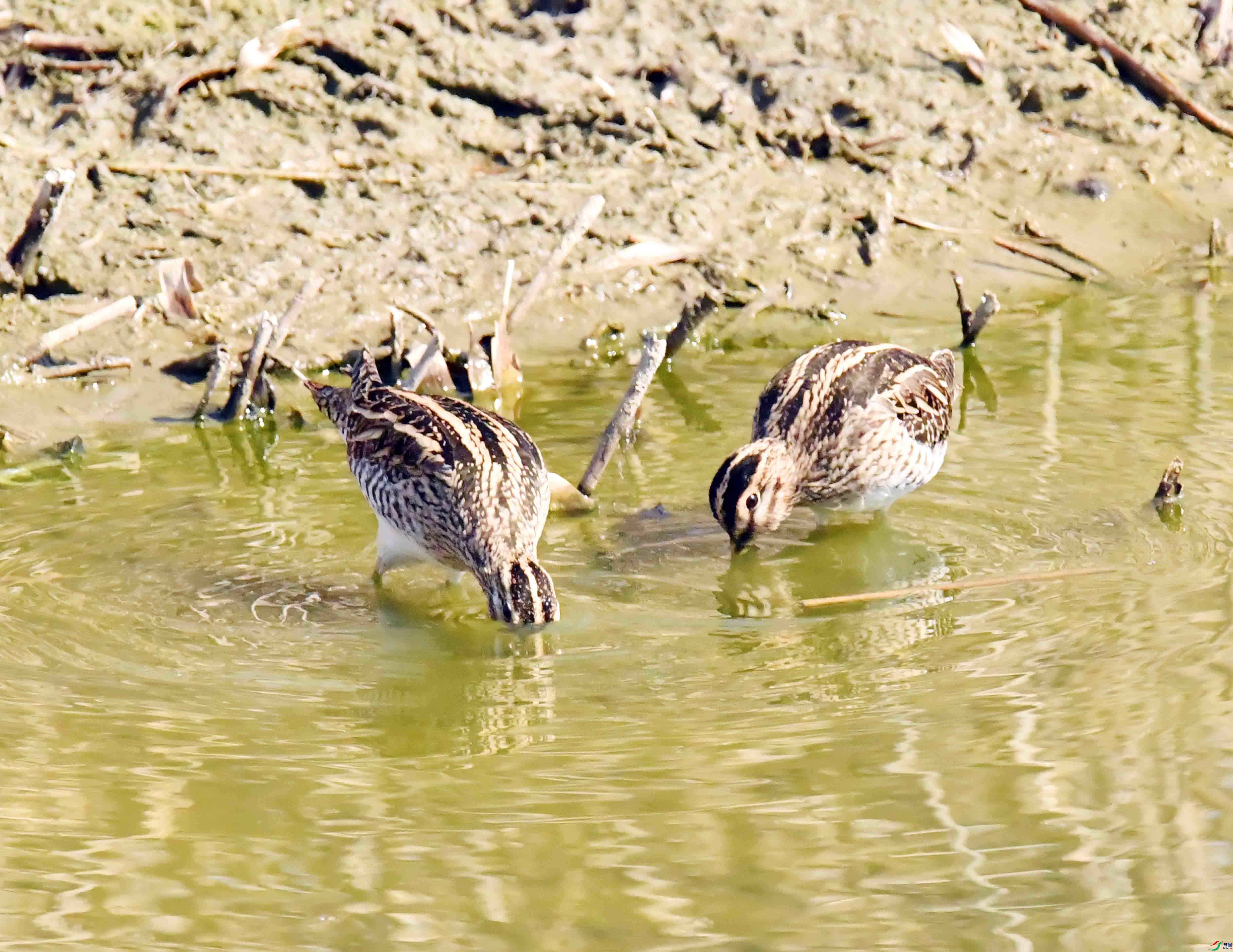 DSC_1506.JPG