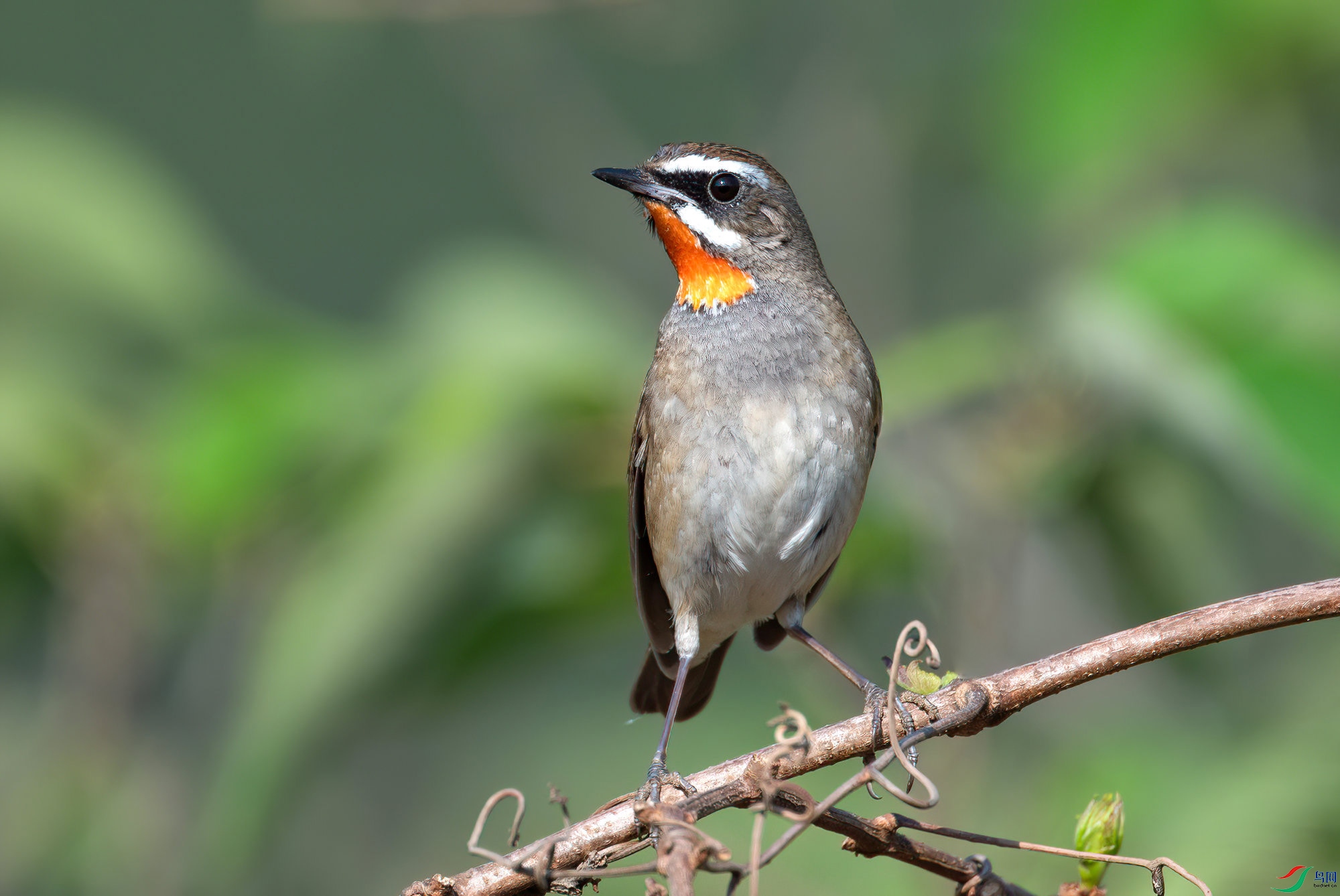 020_9774-����ǿ-NR-SharpenAI-Softness (1).jpeg