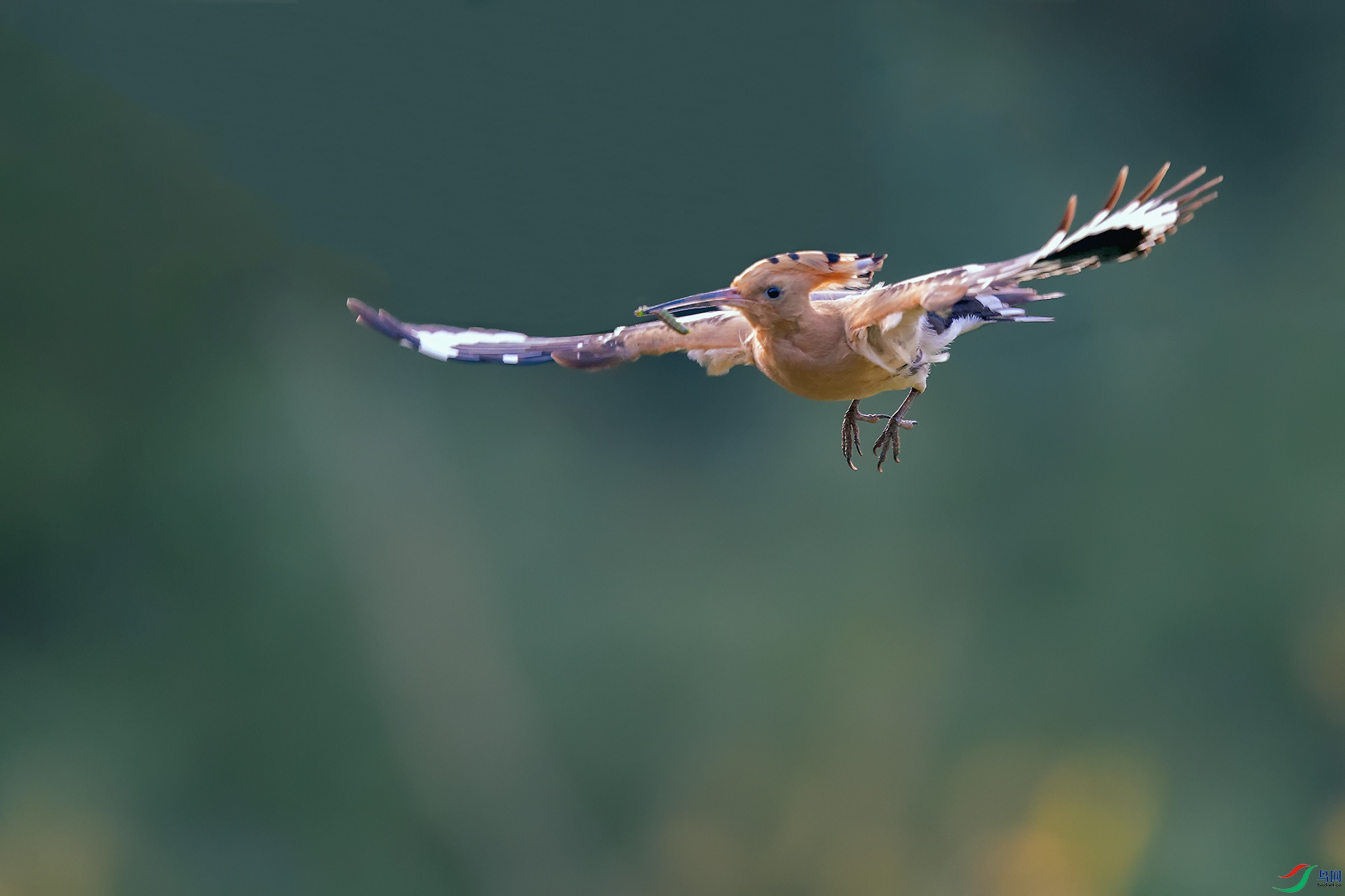 DSC_6249_DxOa.jpg