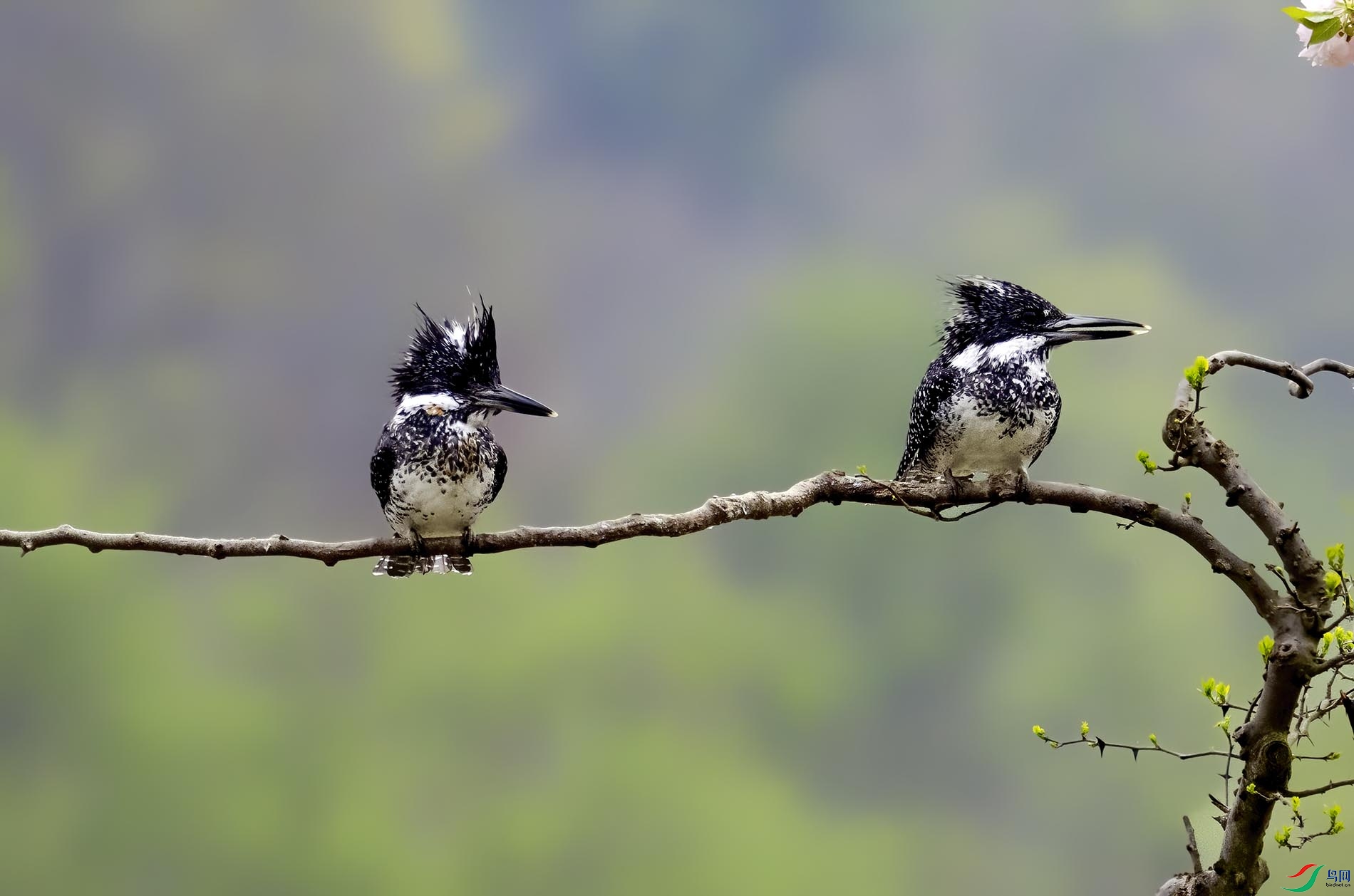 ���ϵ������˫��