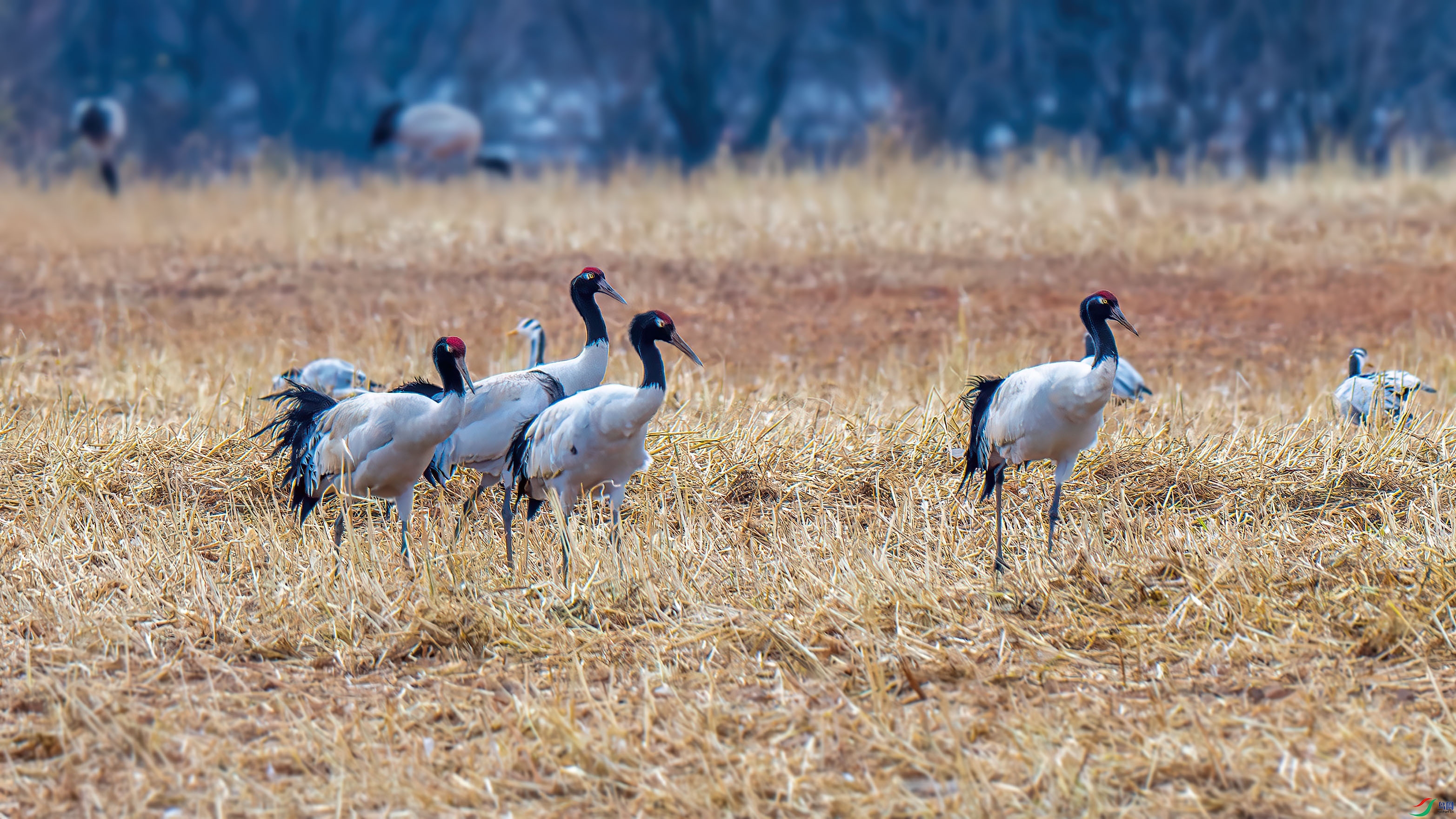DSC_3498-����ǿ-NR.jpg