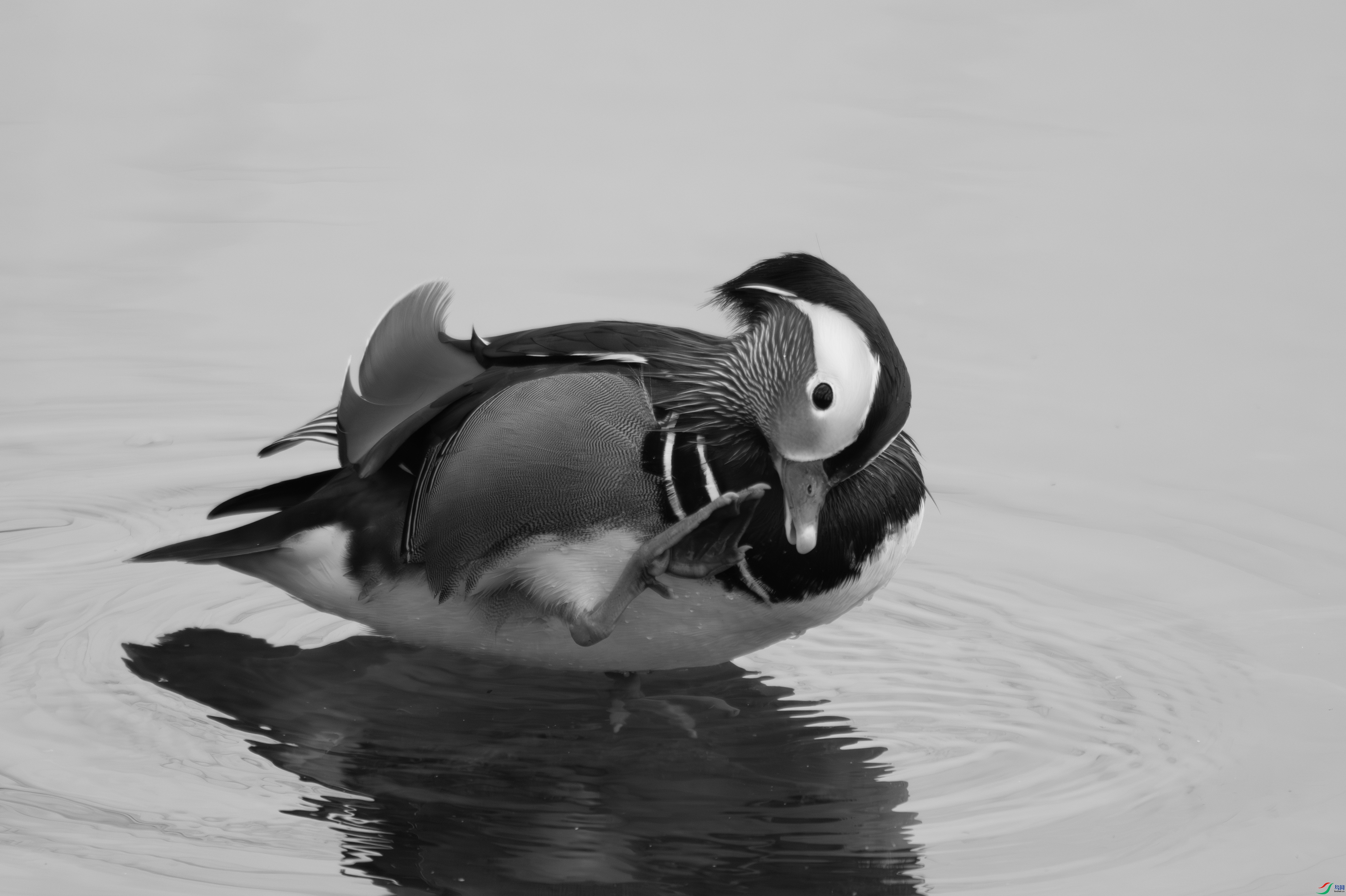DSC_2408-����.jpg