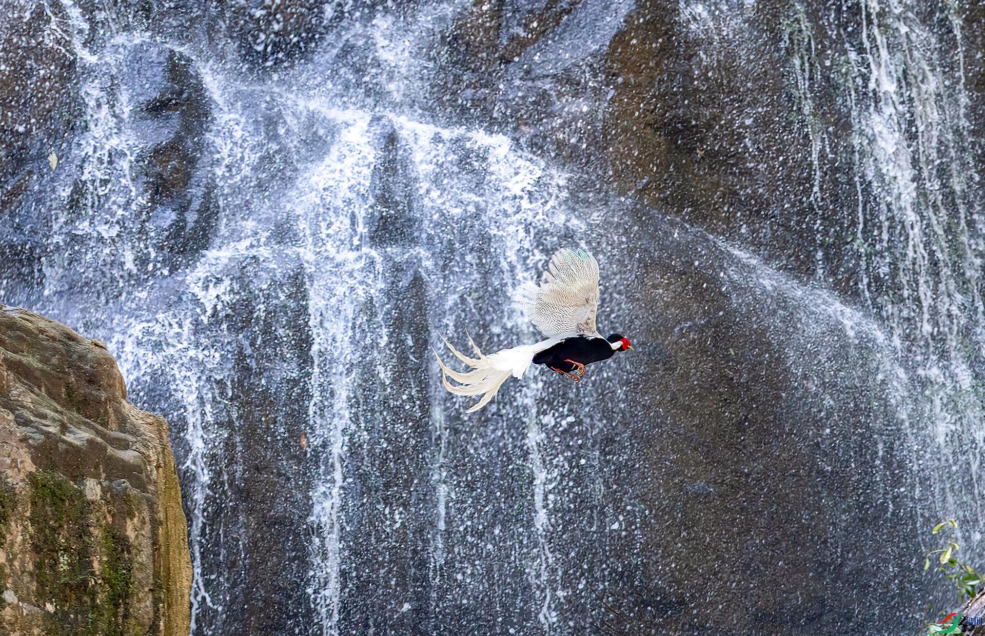 060A1185 ����-Sha--1 .jpg