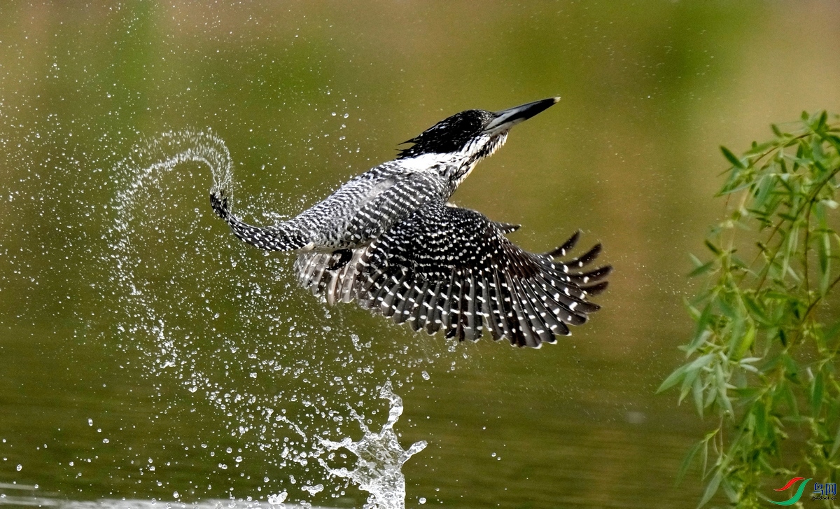 �˻���ɳ����ֵĸ�