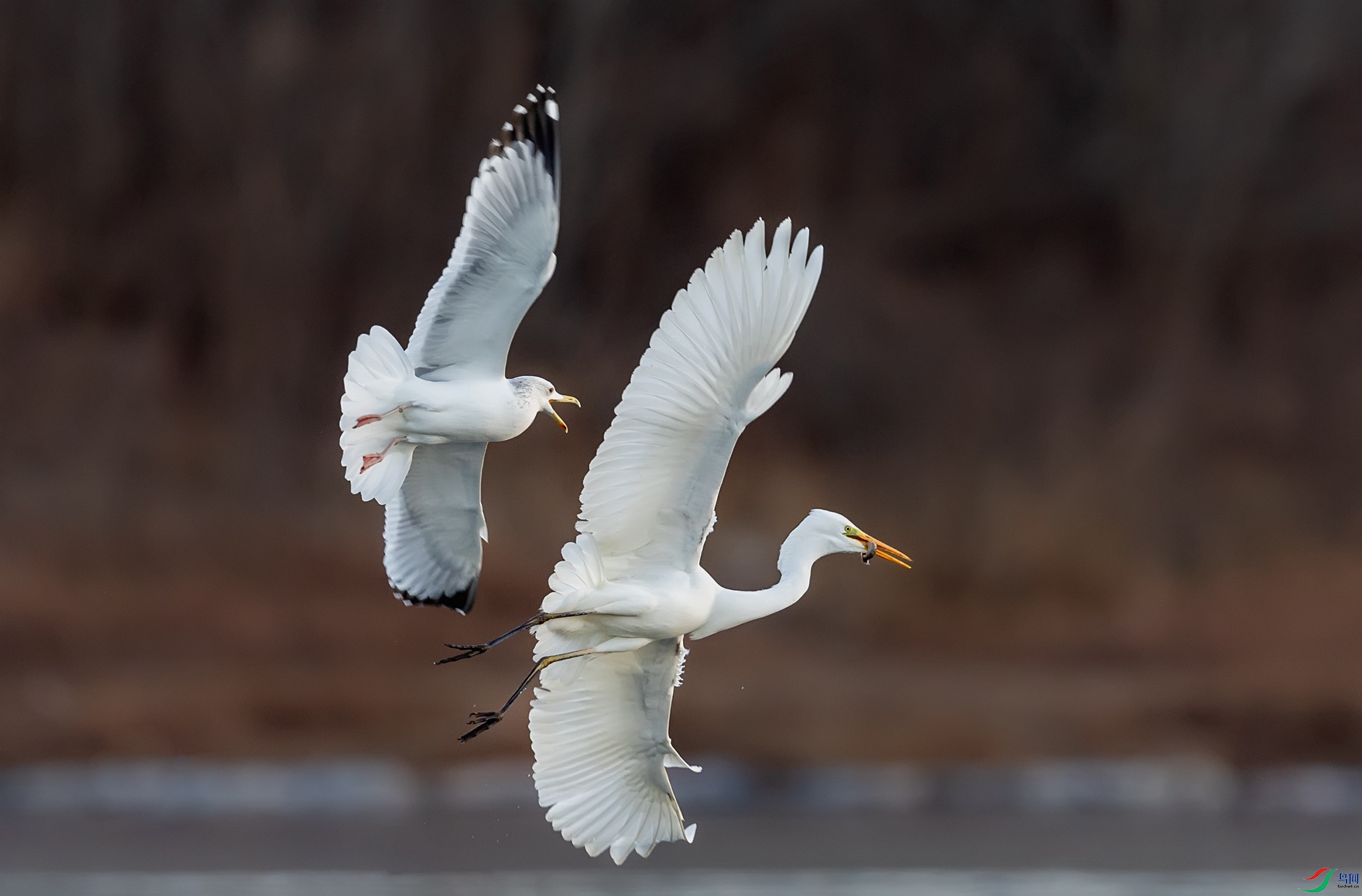 ��Ÿ�����