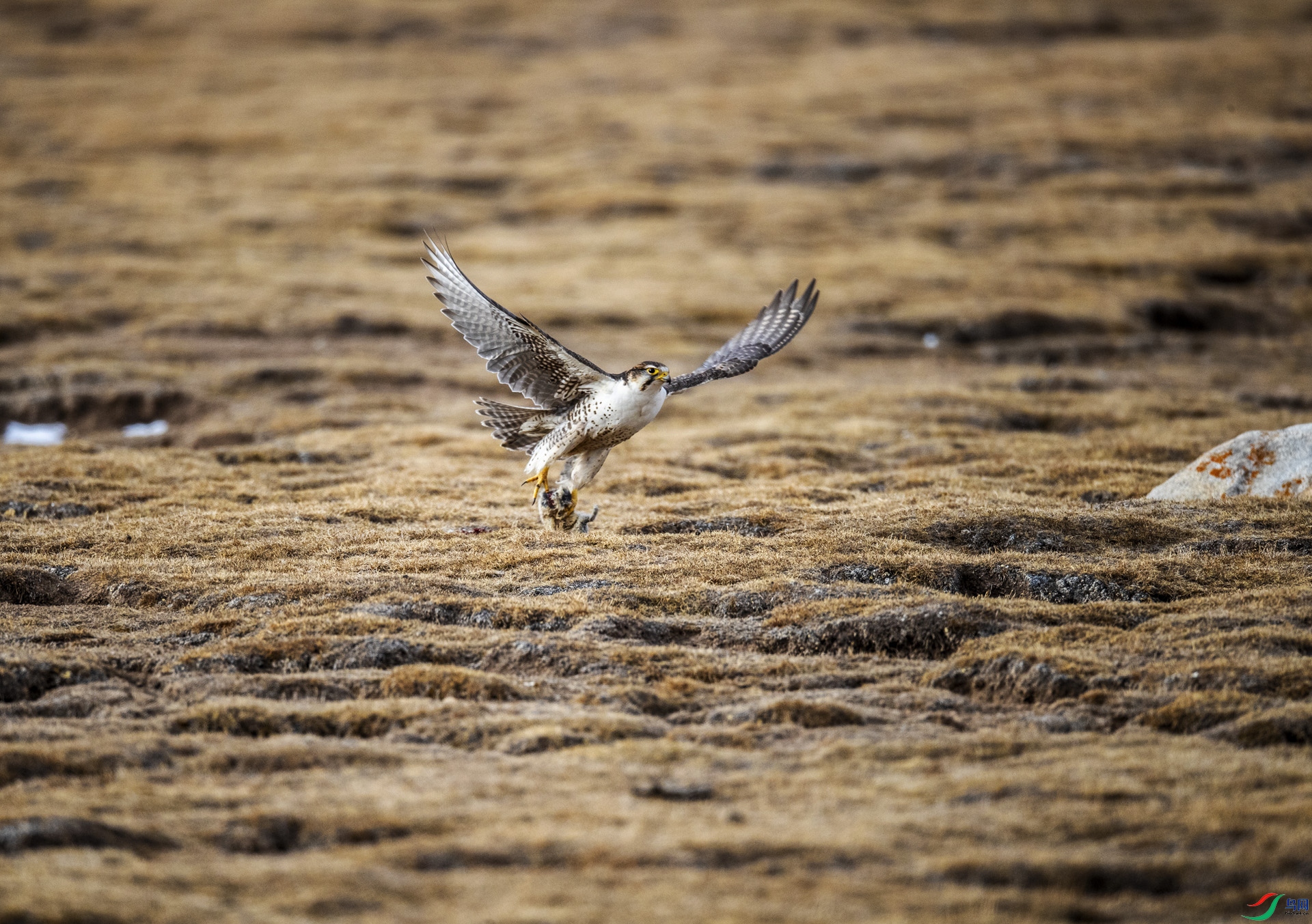 ����һ��