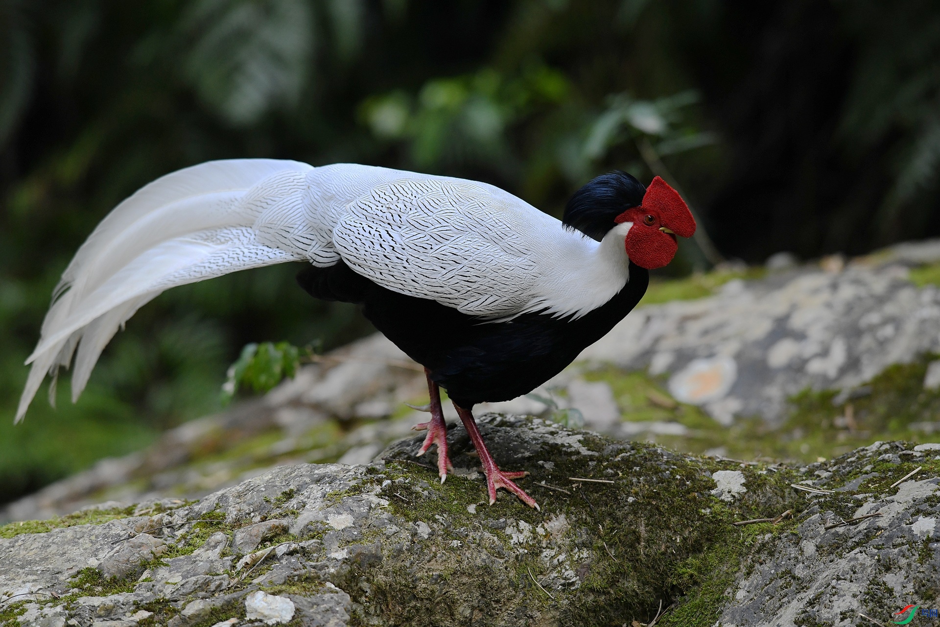 DSC_7009.jpg