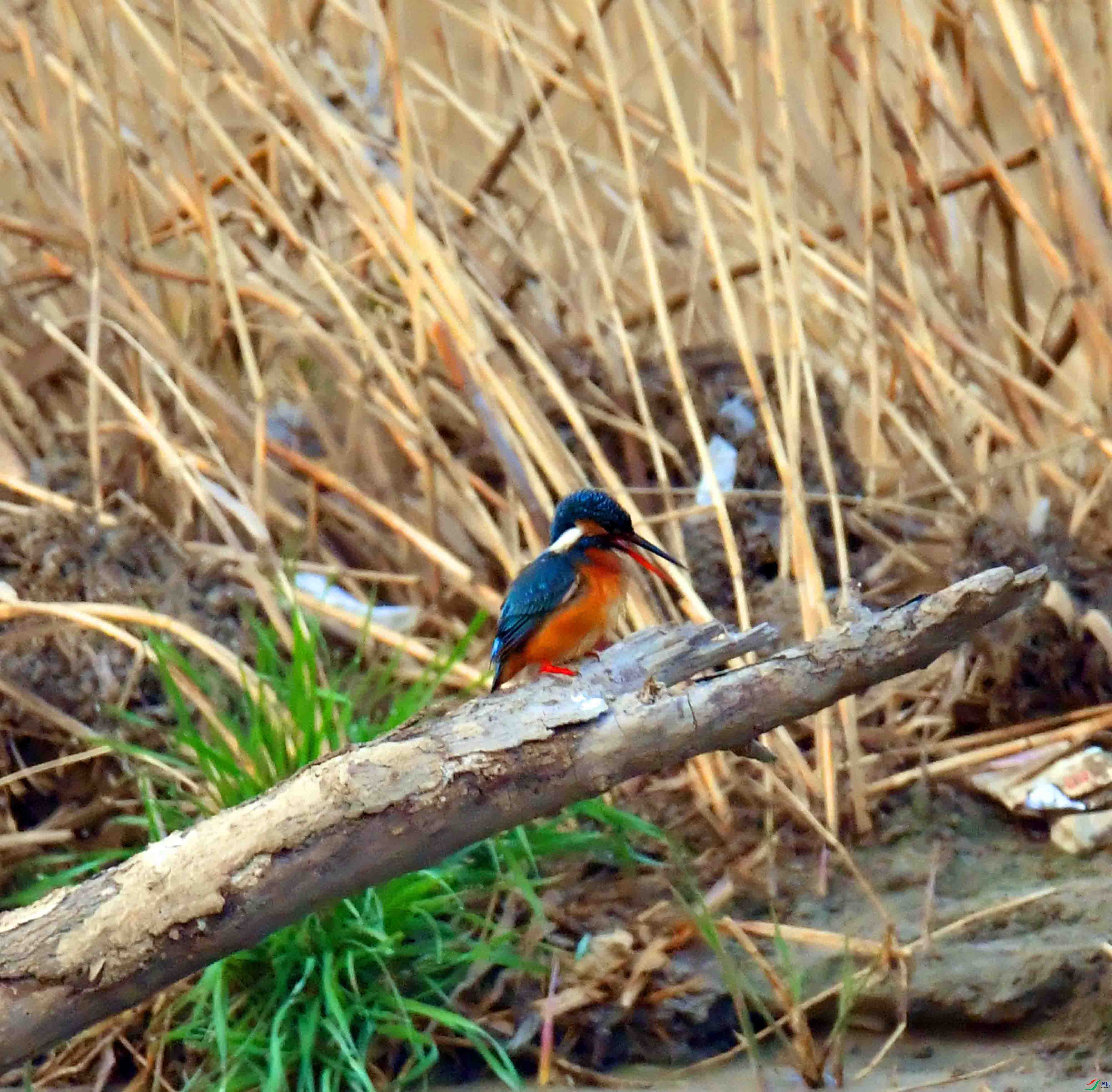 DSC_0016.JPG