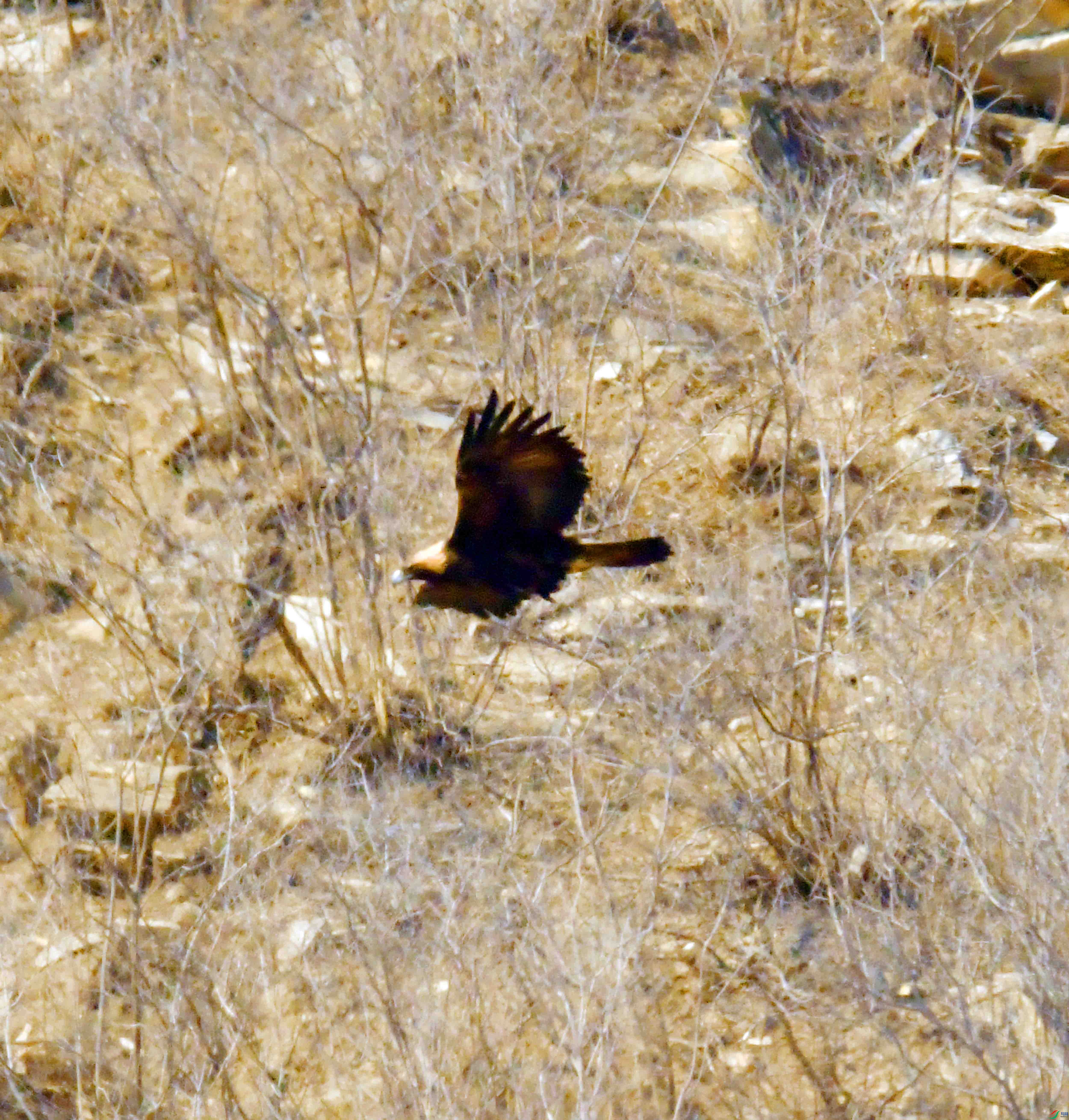DSC_8534.JPG