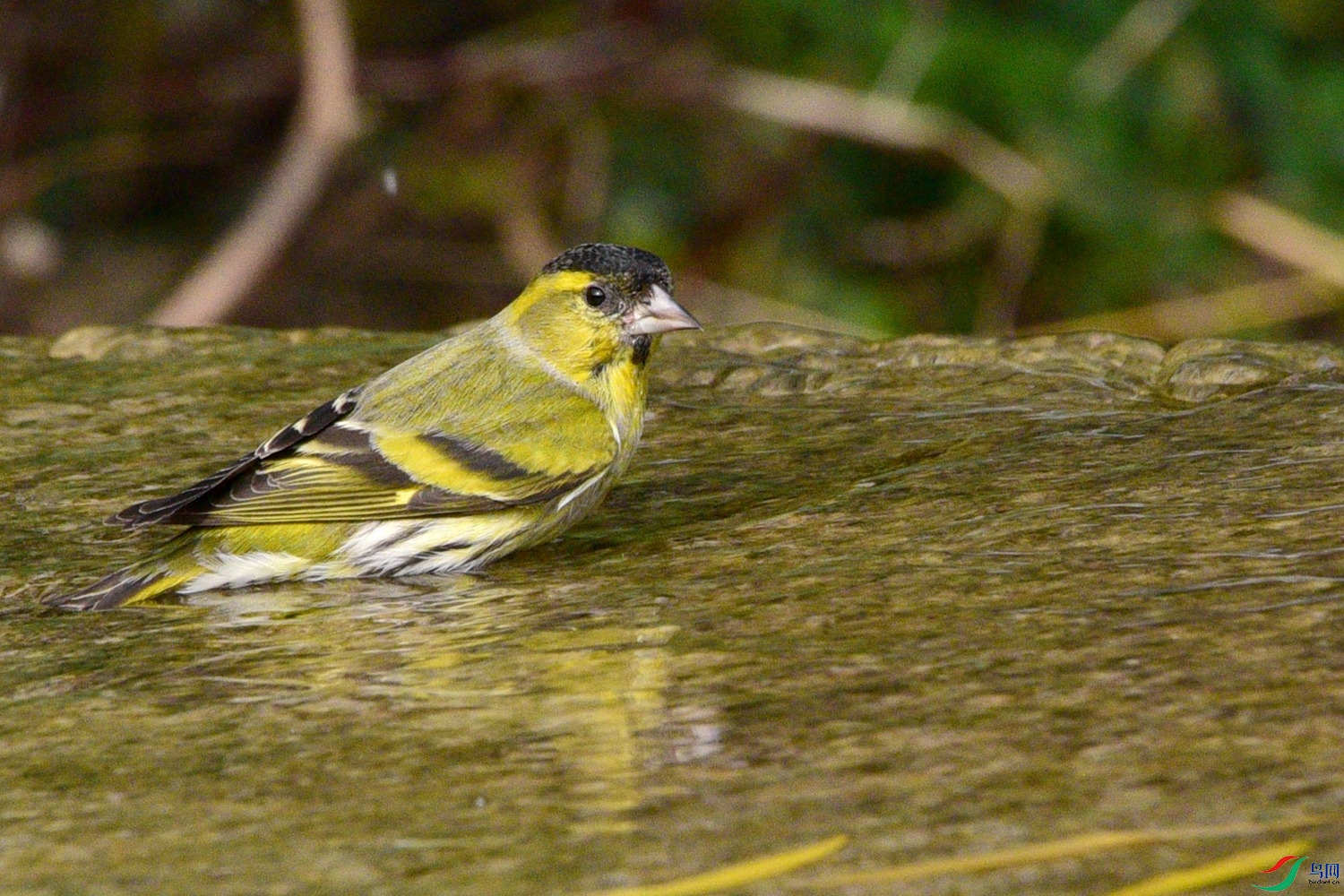DSC_6246.JPG