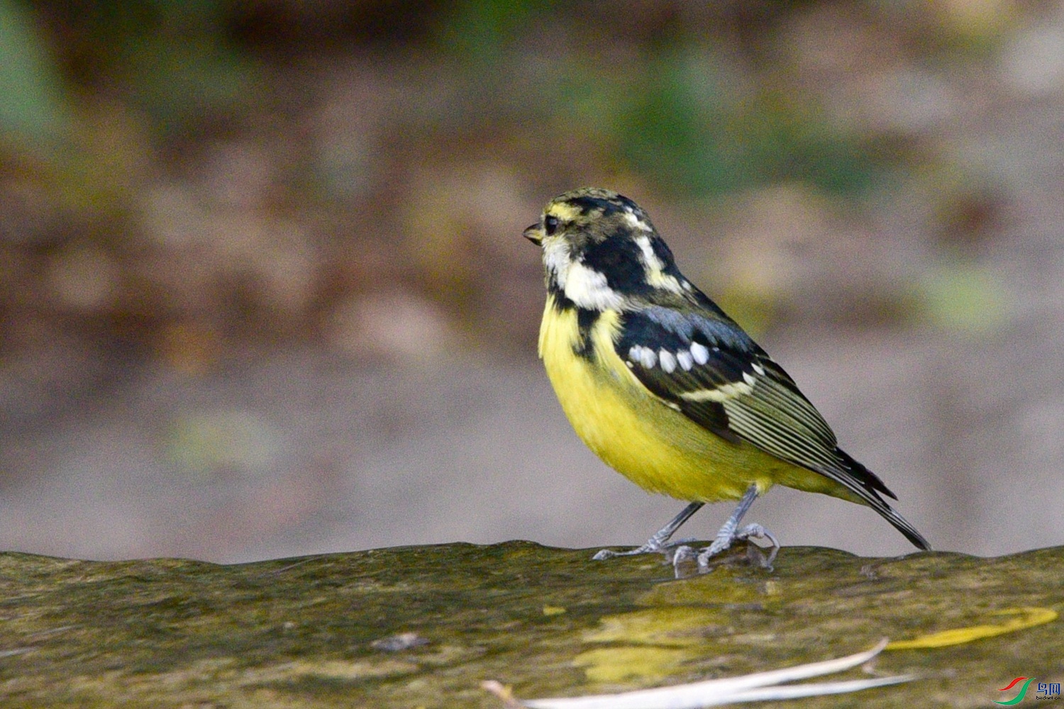 DSC_6519.JPG