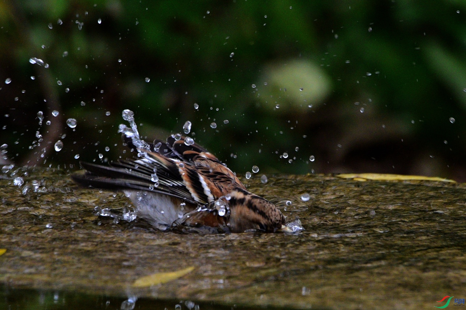 DSC_7139.JPG