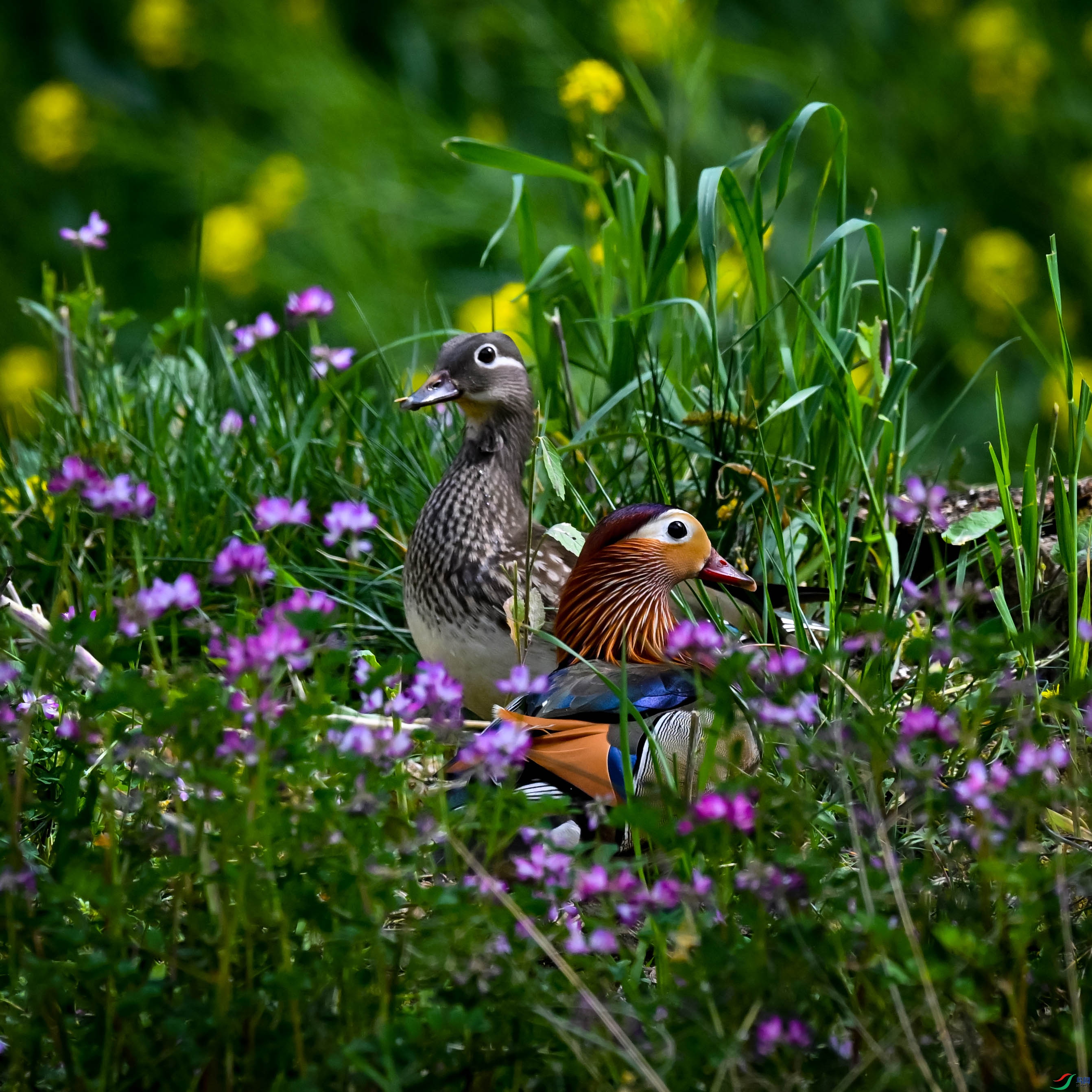 DSC_7148.jpg