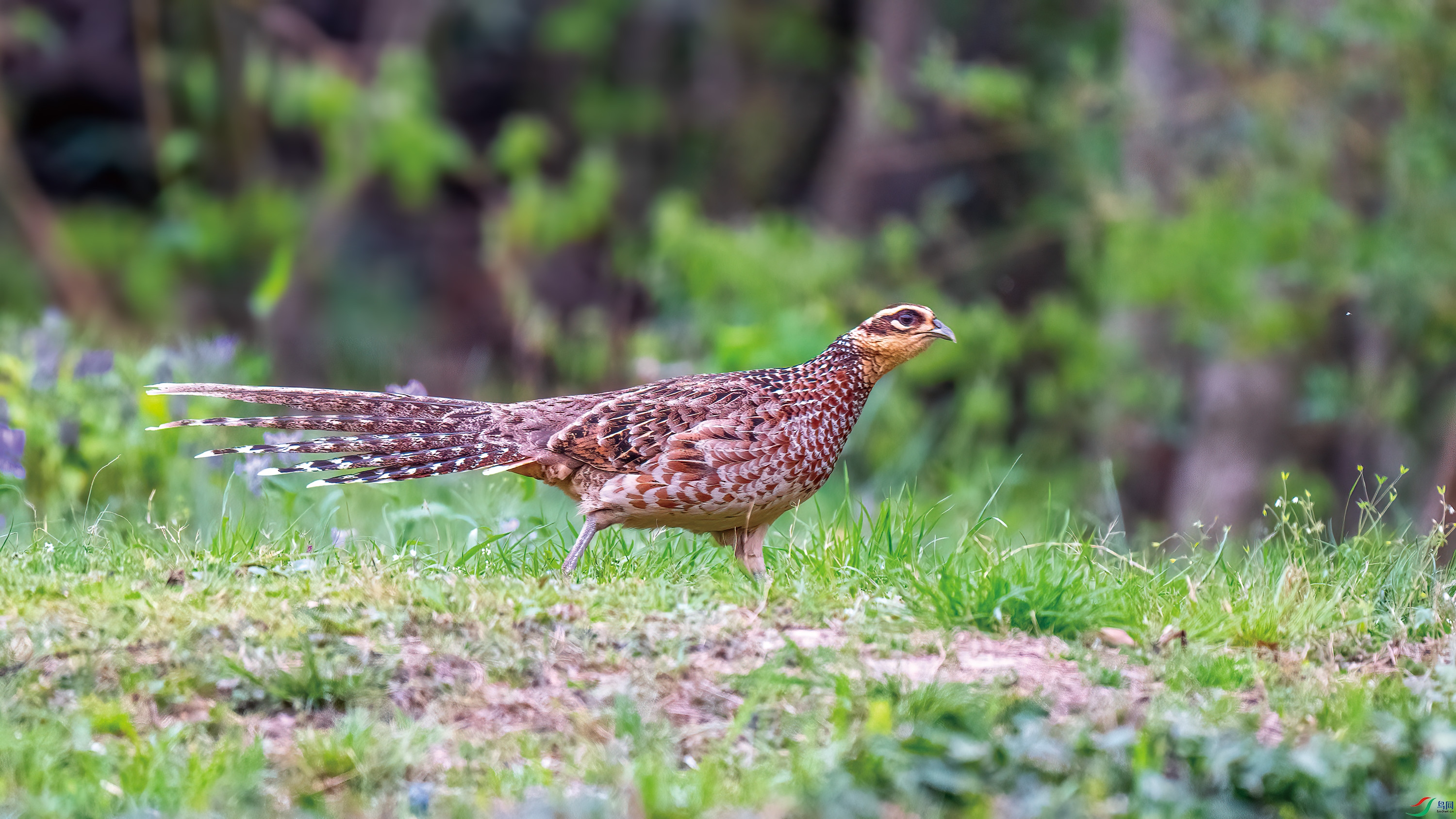 DSC_4411.jpg