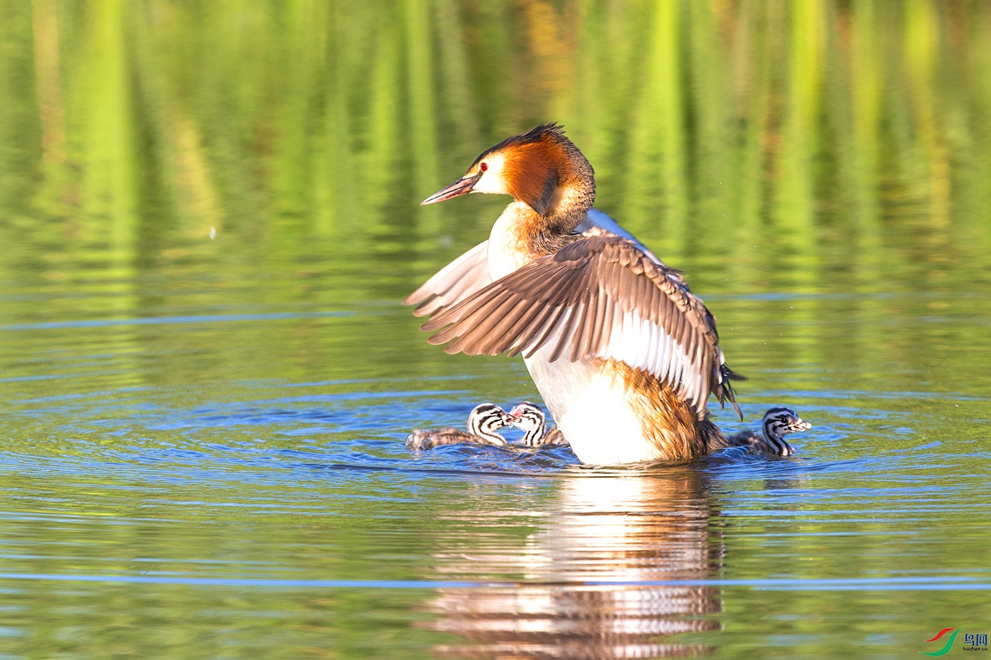 _39Q2044-1.jpg