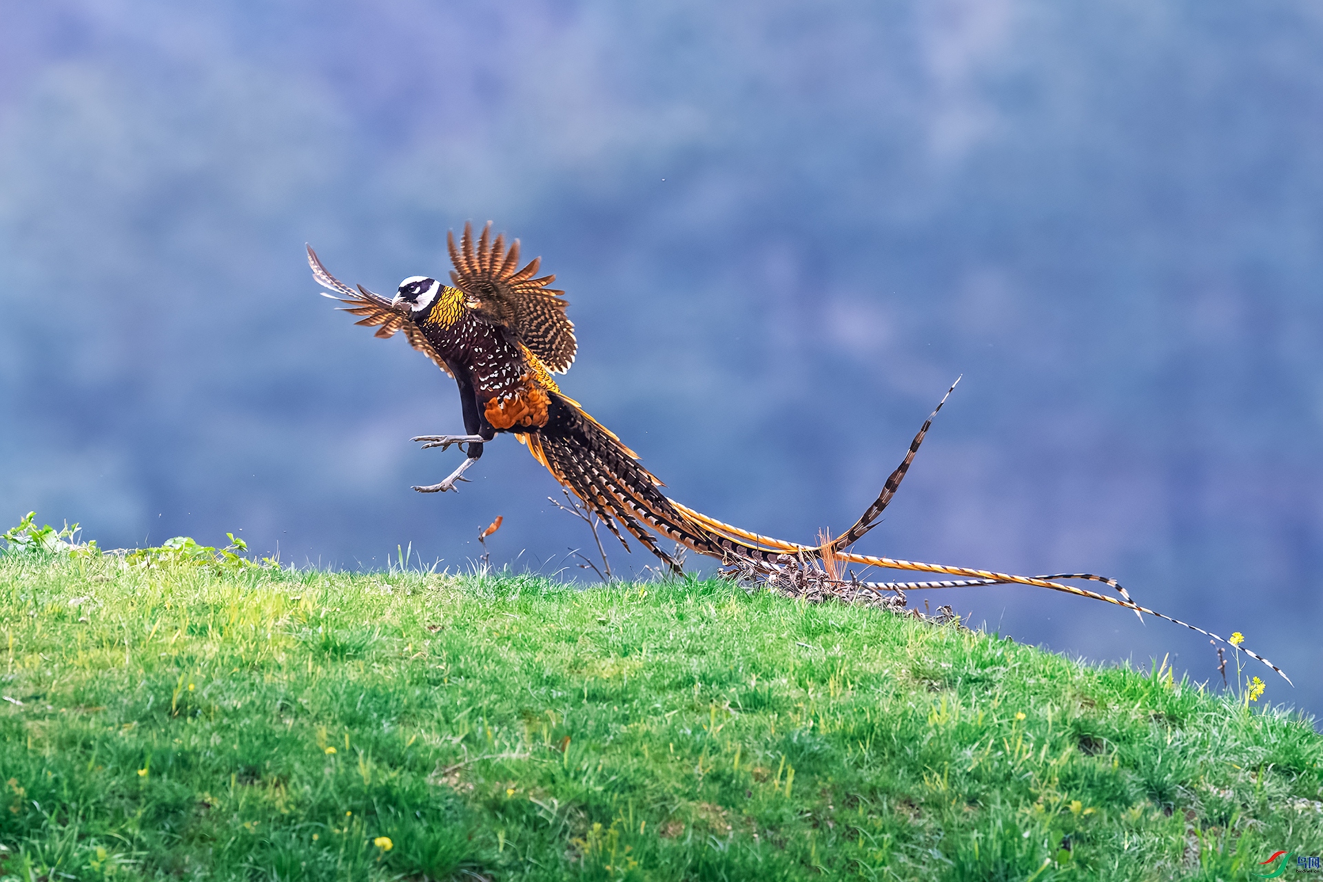 0_D5D6768-topaz-rawdenoise.jpg