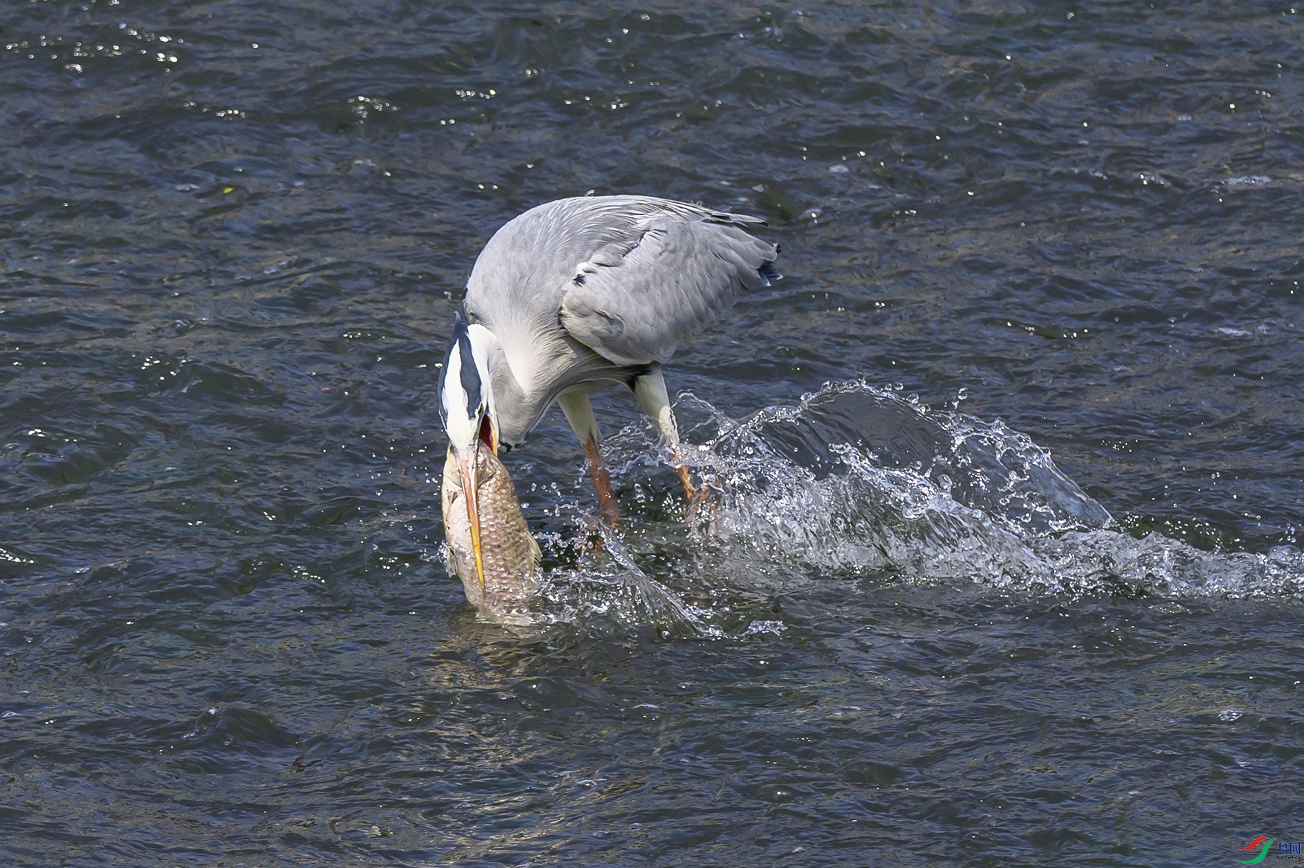 ZDS_4539 0.jpg