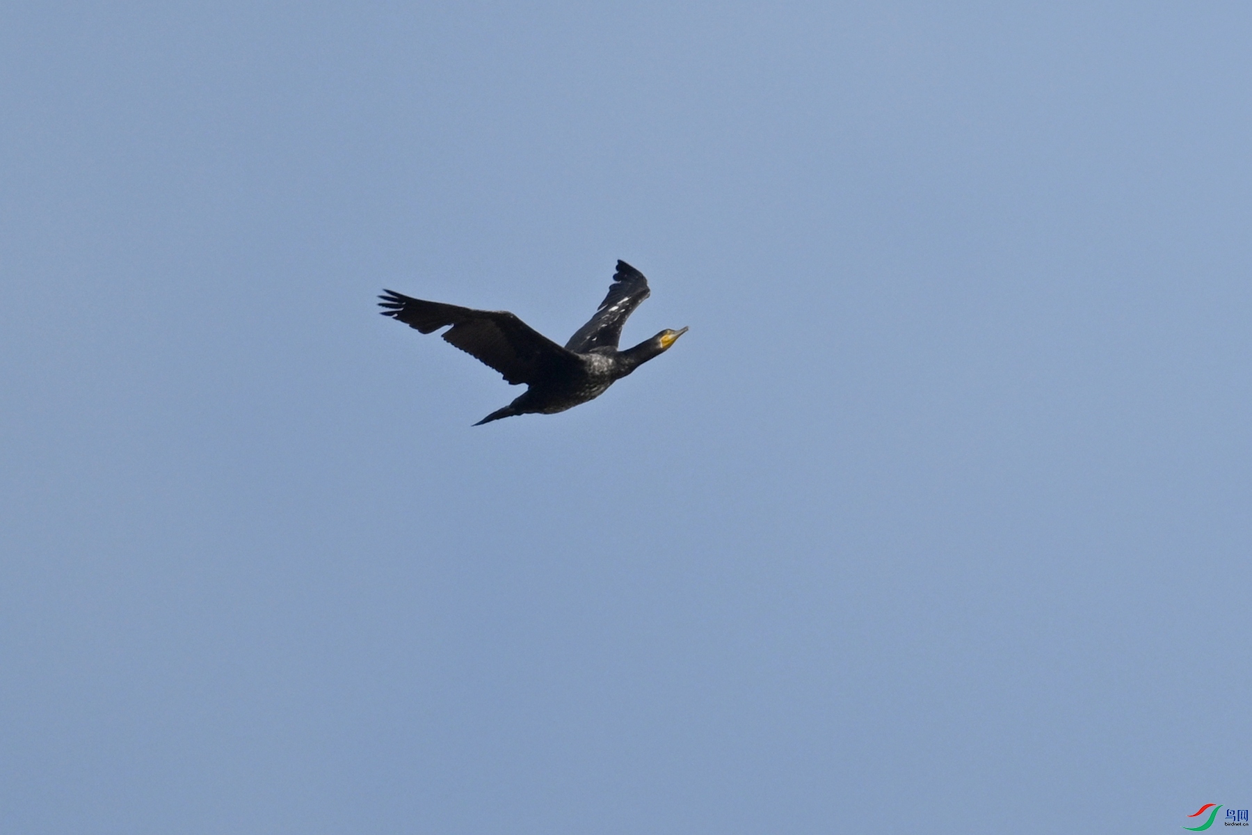 DSC_7997.JPG