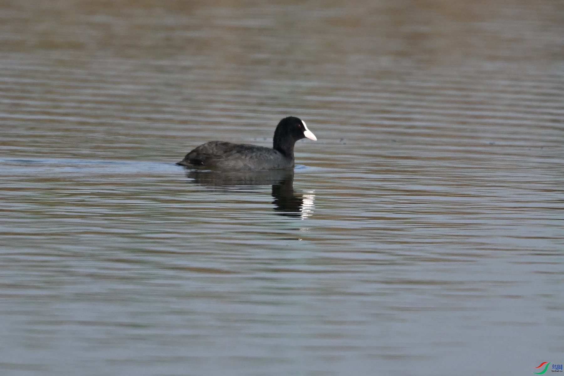 DSC_7992.JPG