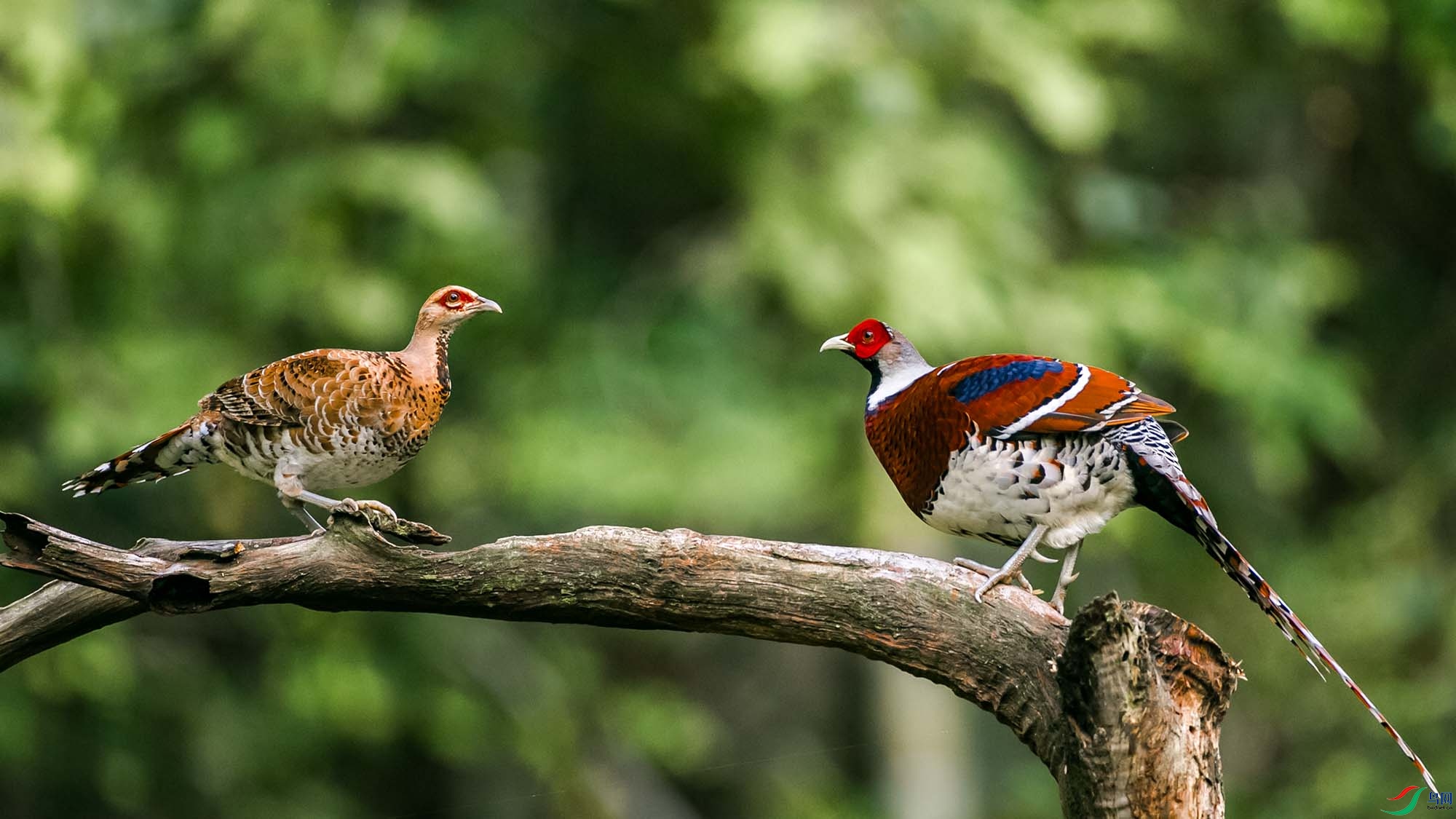 �׾���β��