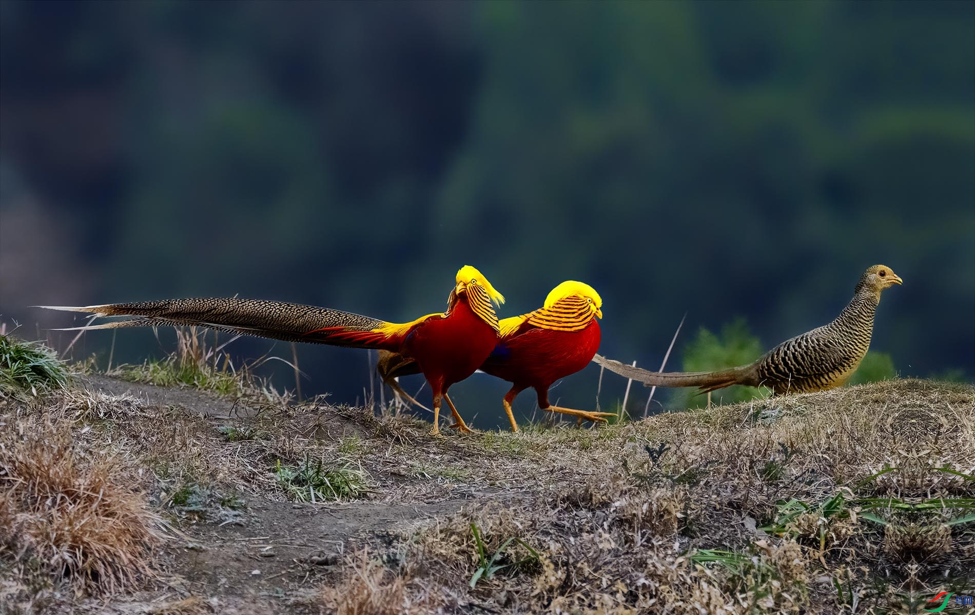 �츹����