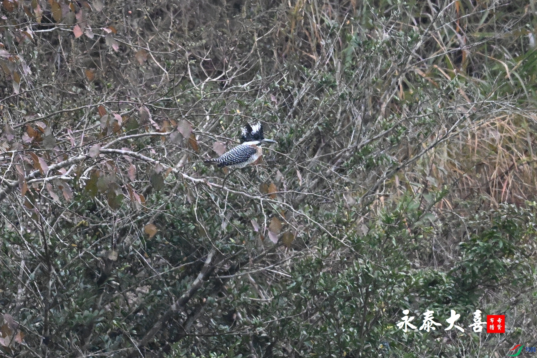 DSC_6644.JPG