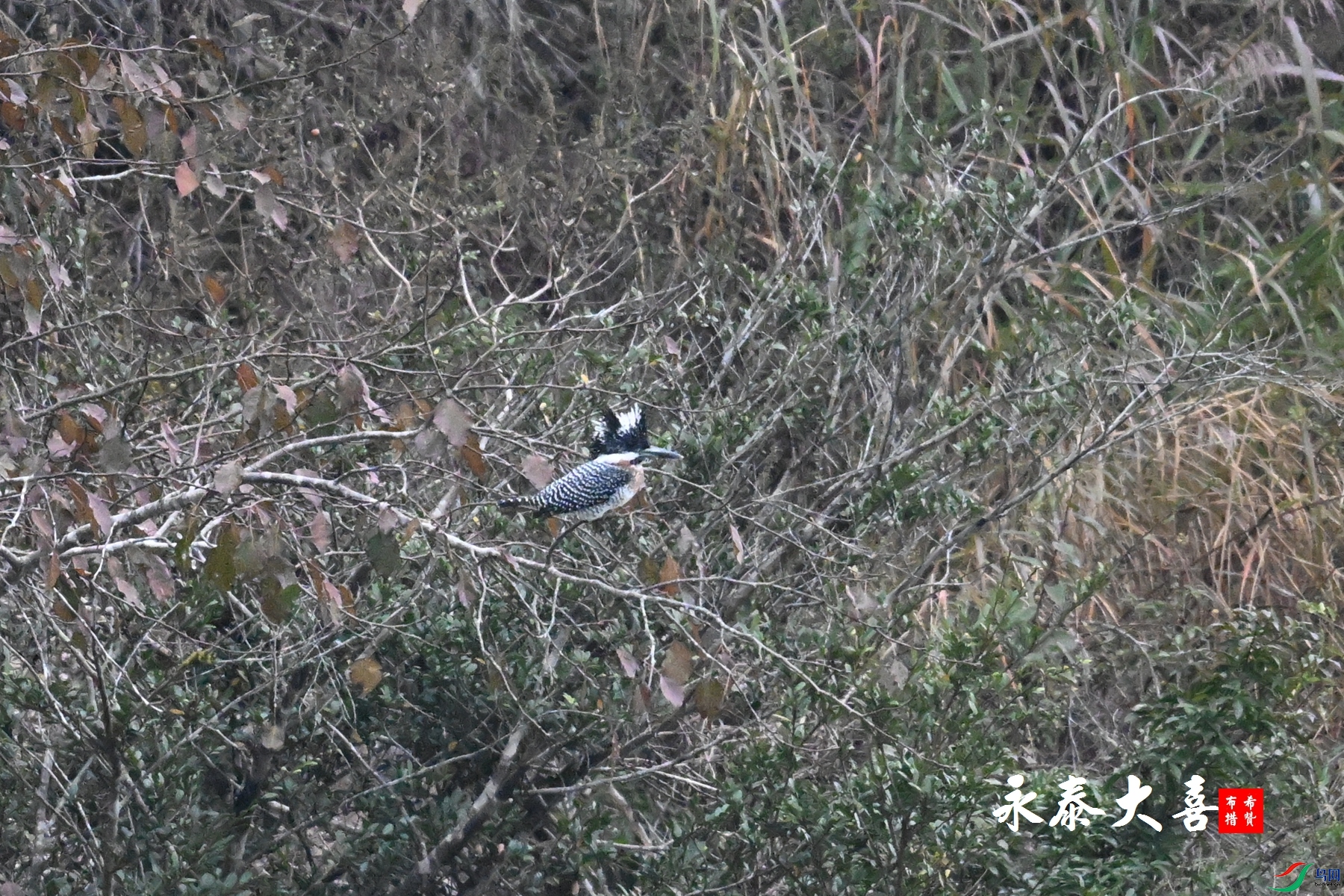 DSC_6646.JPG