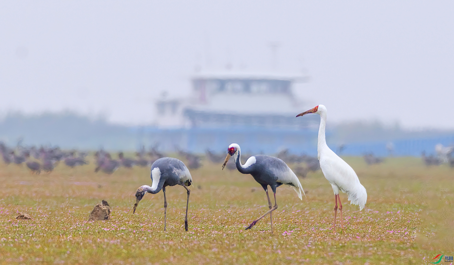 407A6321 ����-Sh----1-Sh---1 .jpg