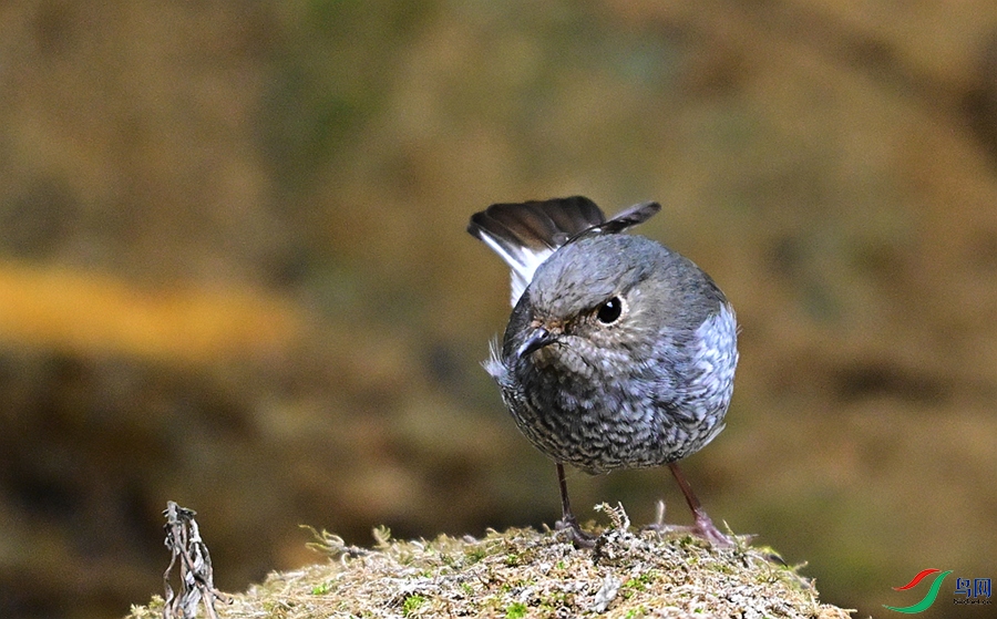 DSC_2759.JPG