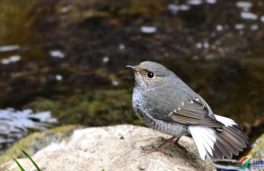 DSC_2811 - ���� (2).JPG