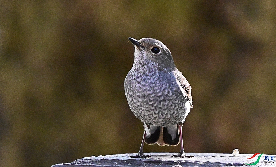 DSC_7509.JPG