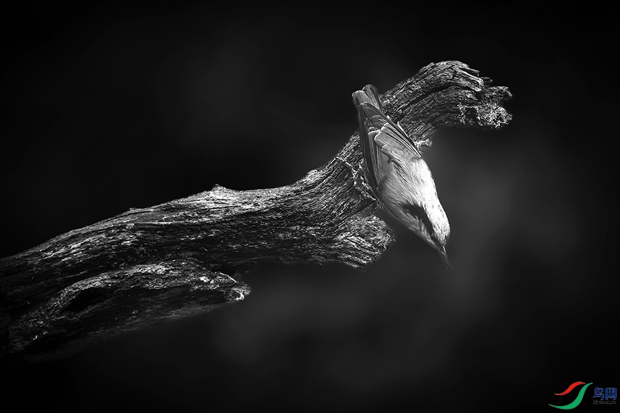 0R5A4423-DeNoiseAI-severe-noise (1) ����.jpg