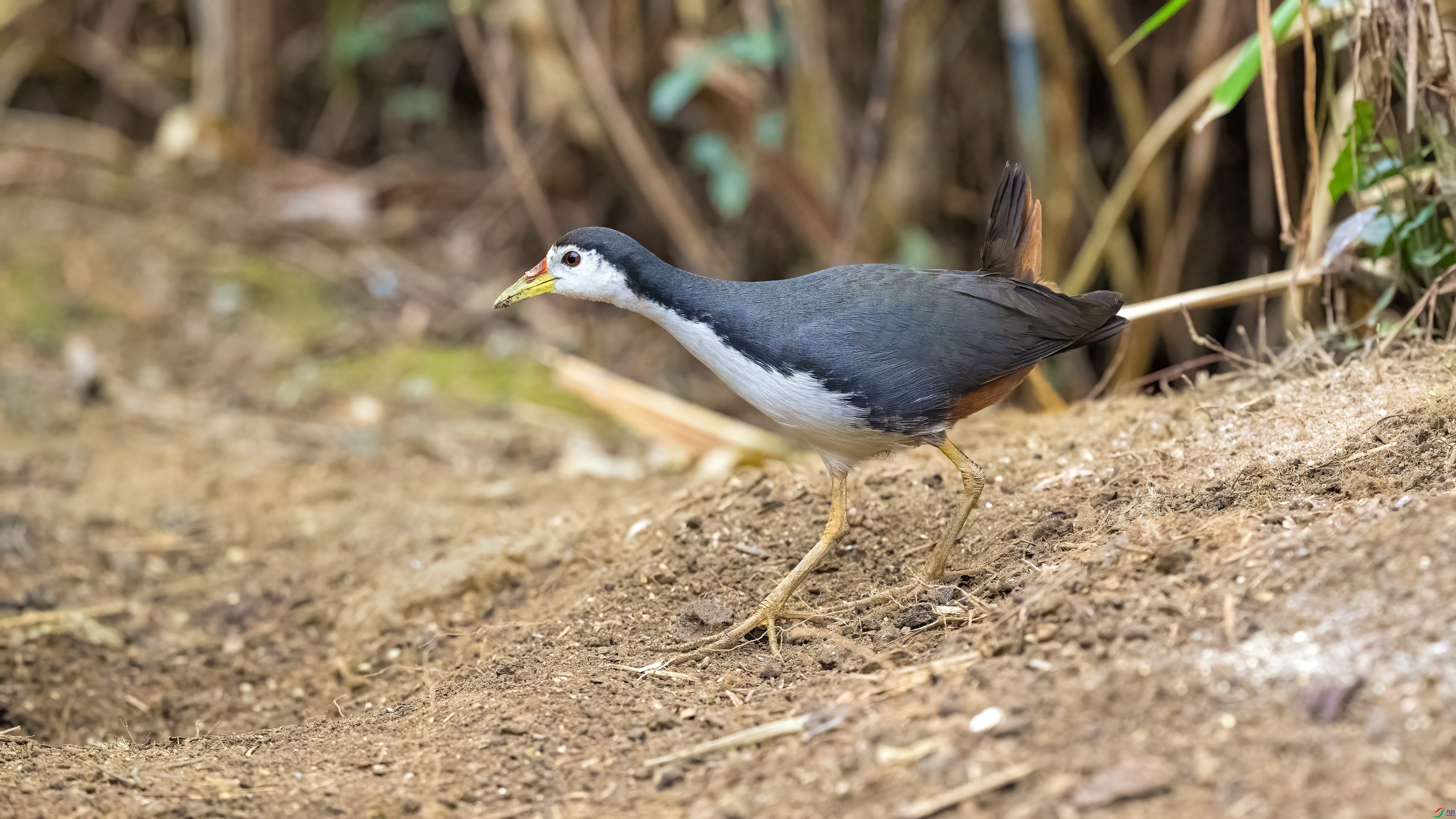 DSC_2652.jpg