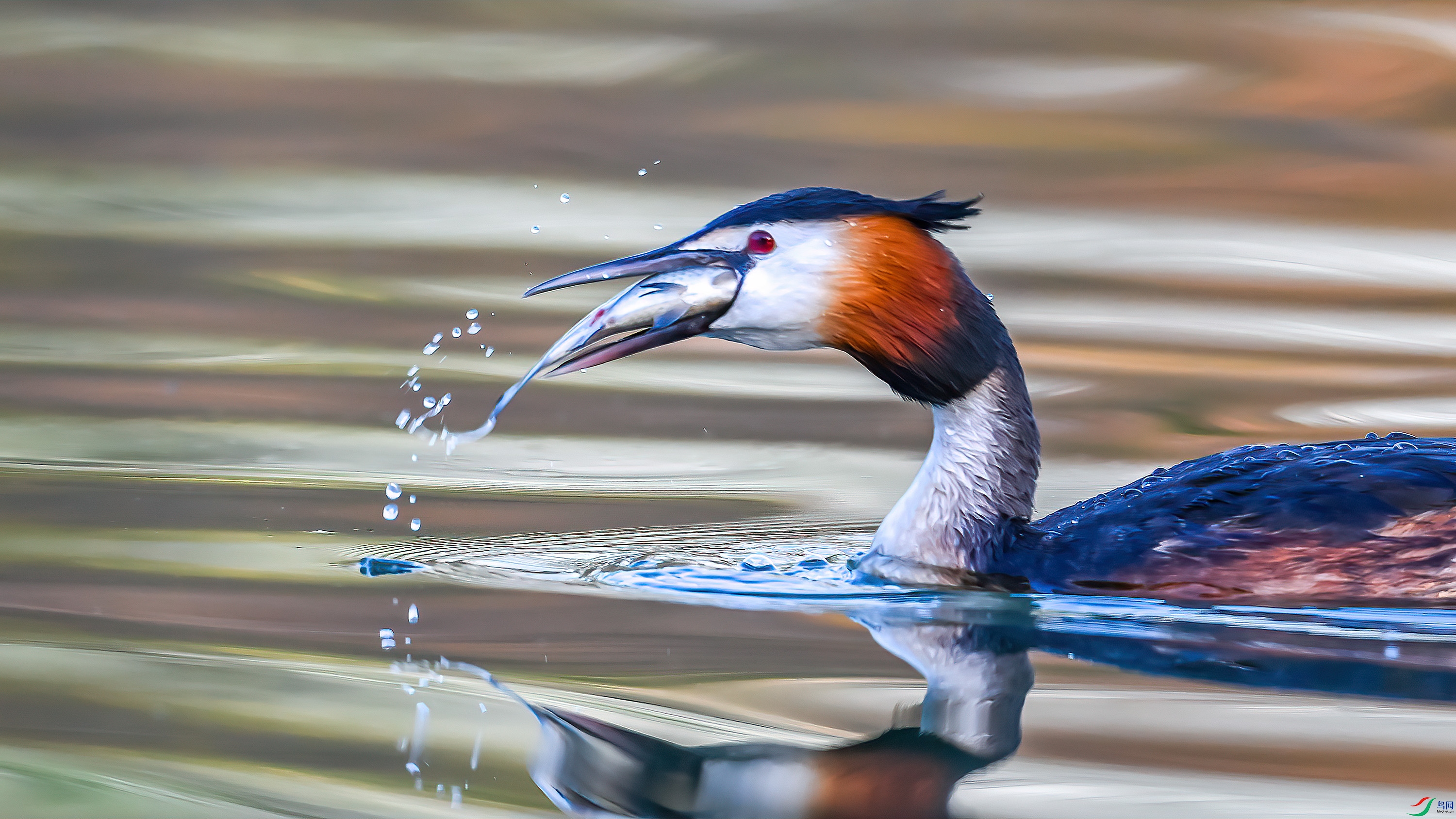 aaaDSC_0649.jpg