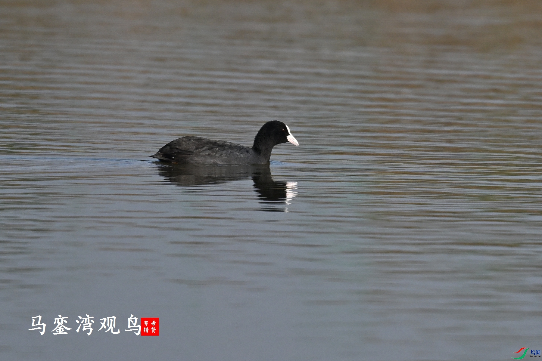 DSC_7986.JPG