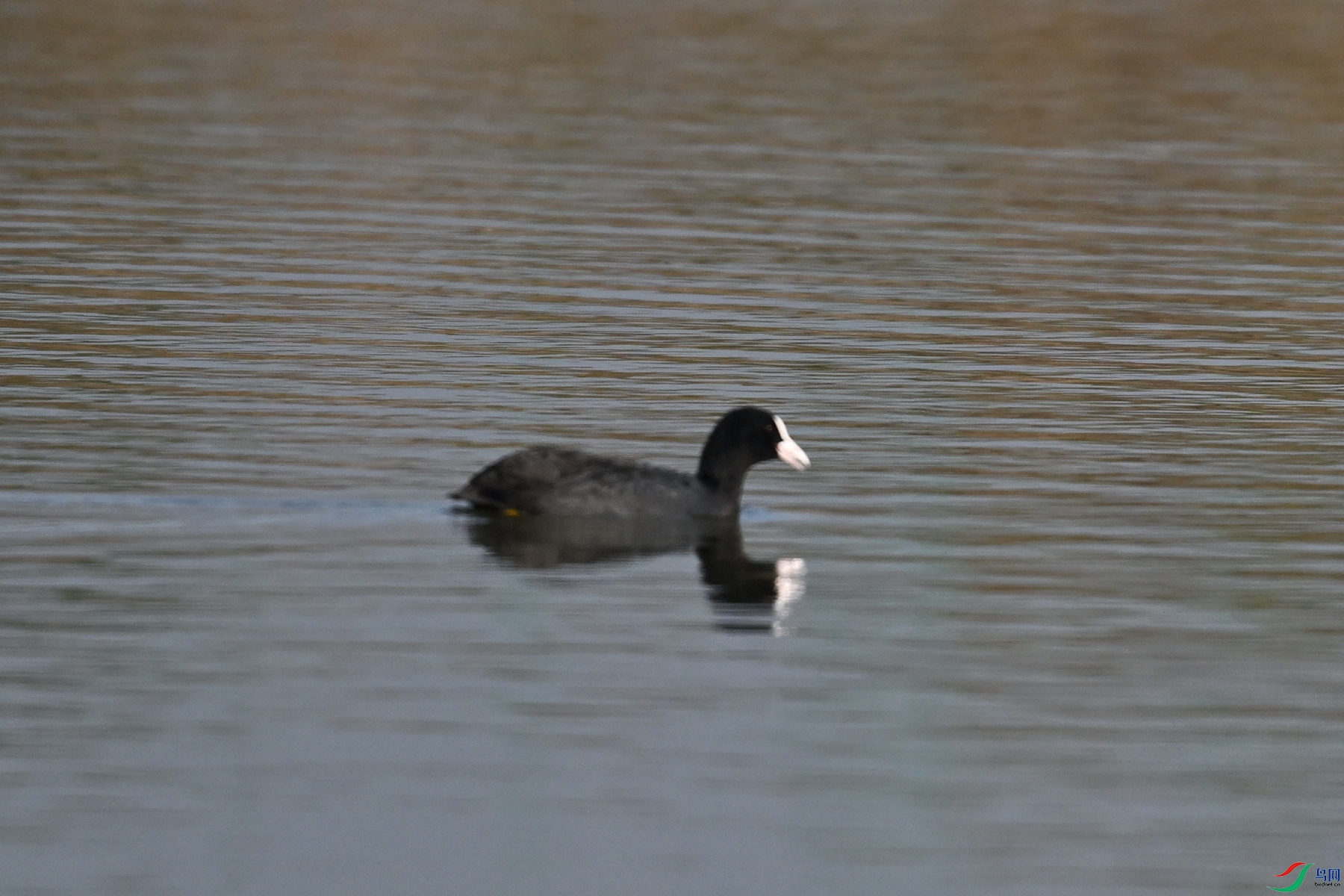 DSC_7987.JPG