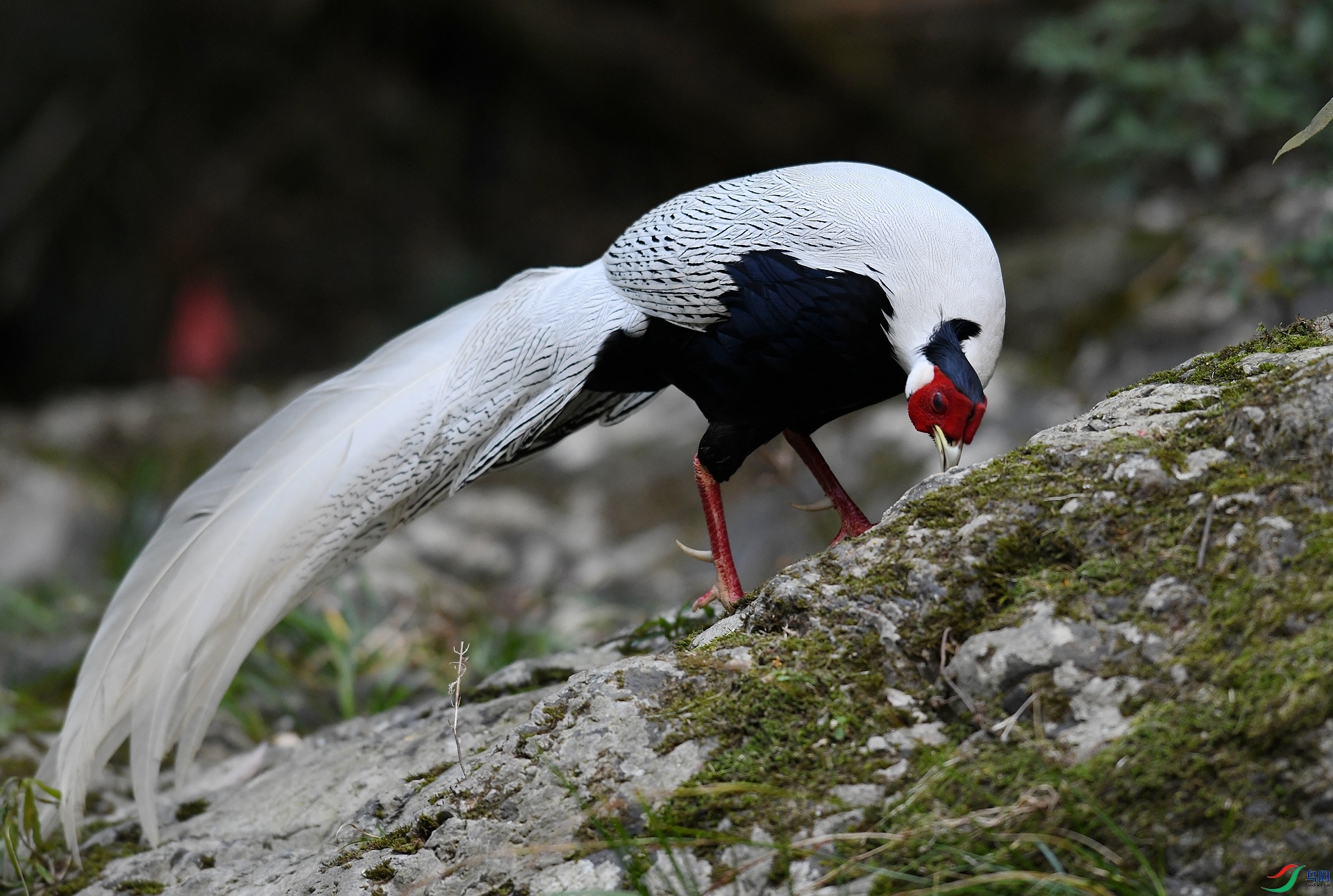 DSC_9748.jpg