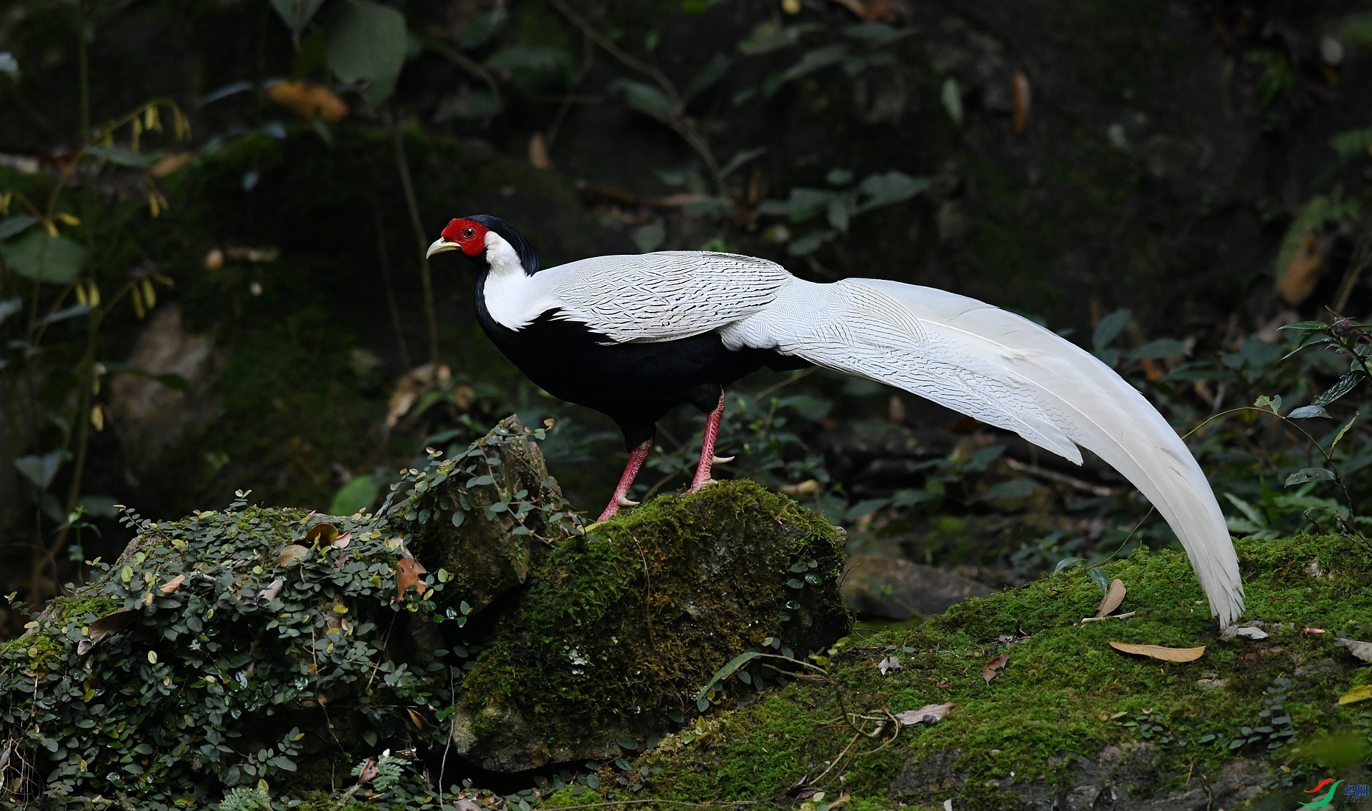 DSC_0827.jpg