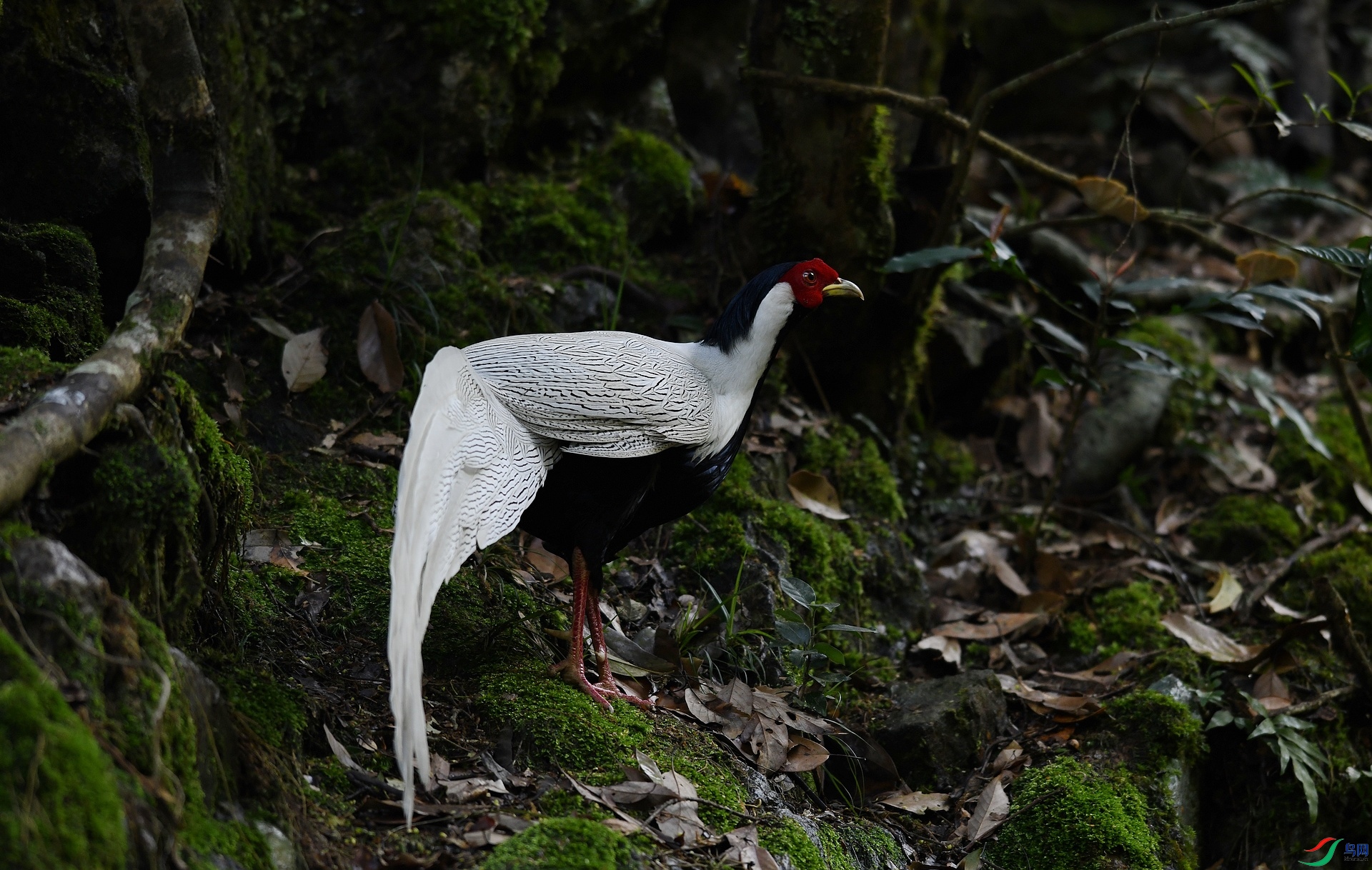 DSC_0486.jpg