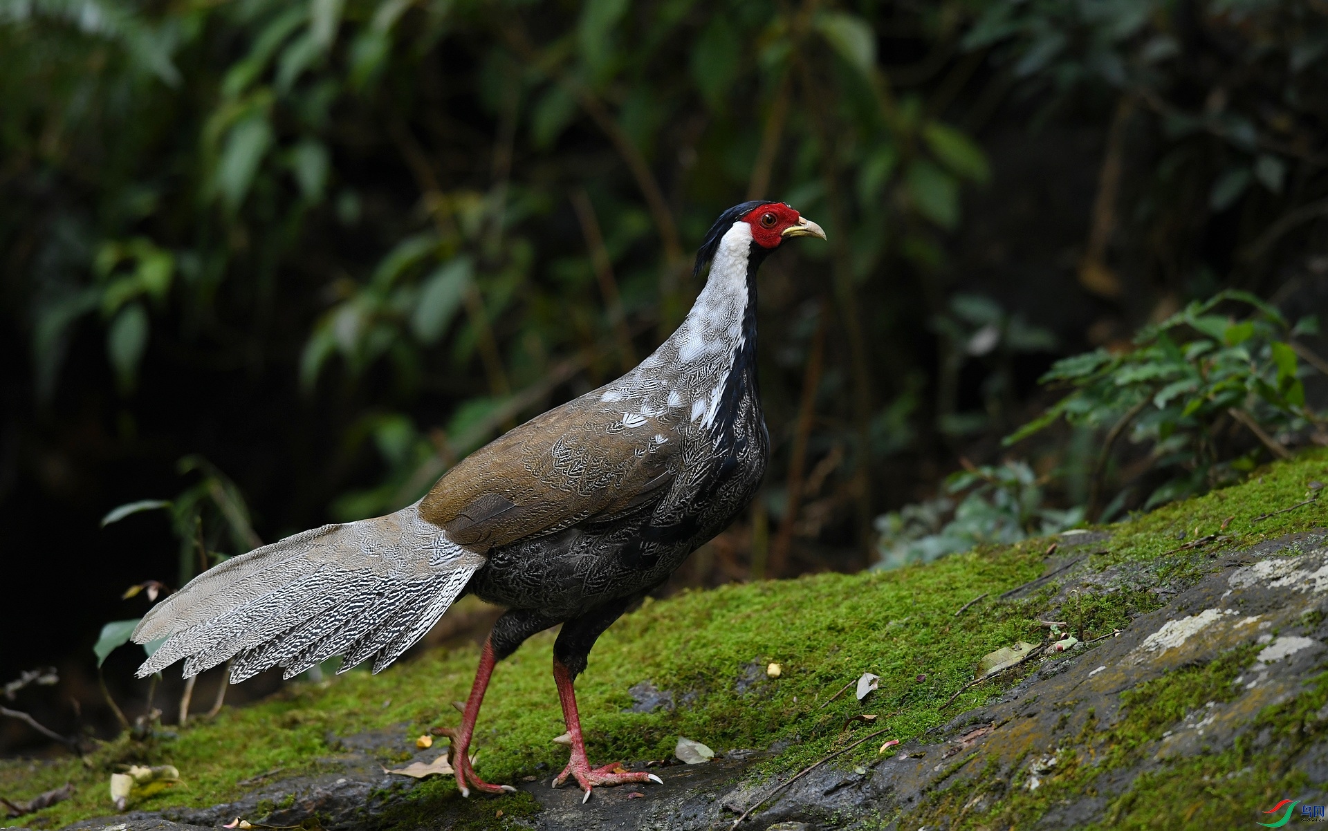 DSC_0668.jpg